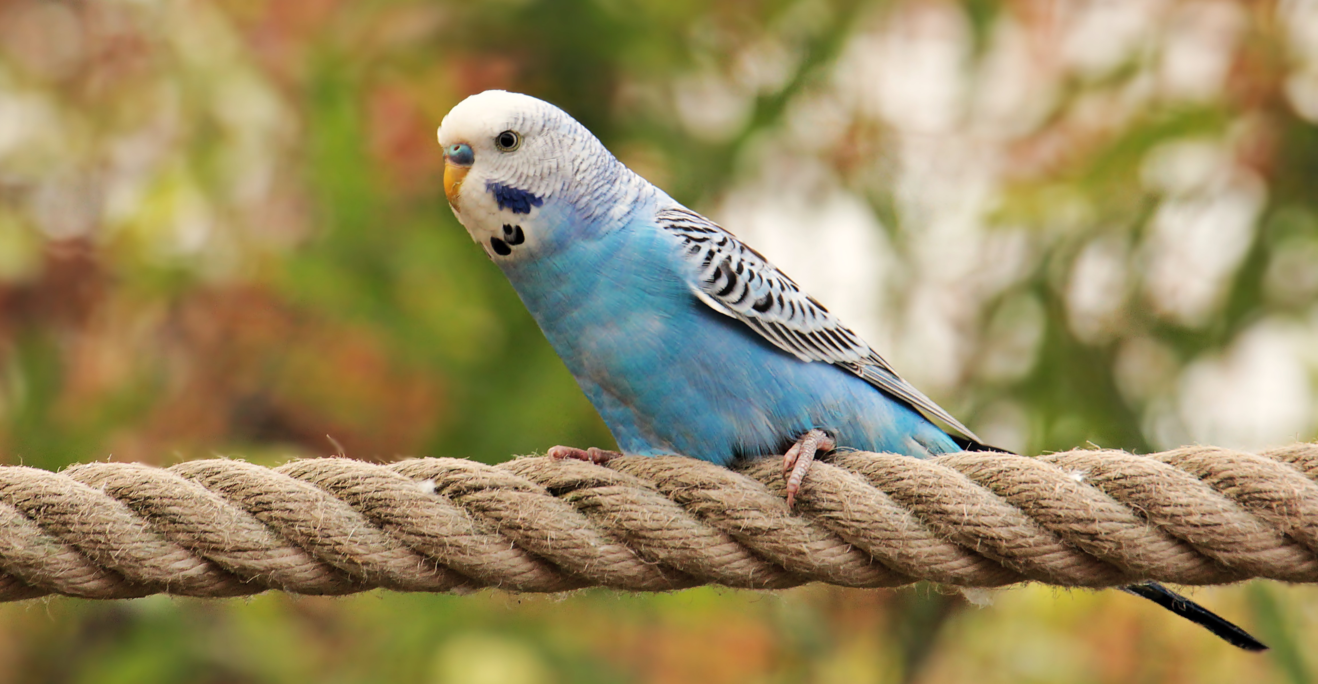 Budgie on the rope photo