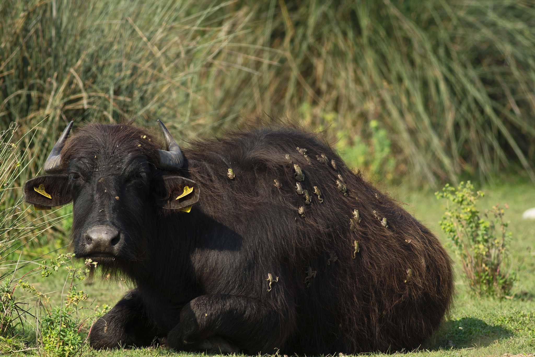 Frogs Hitch Ride on Water Buffalo—Never Before Seen
