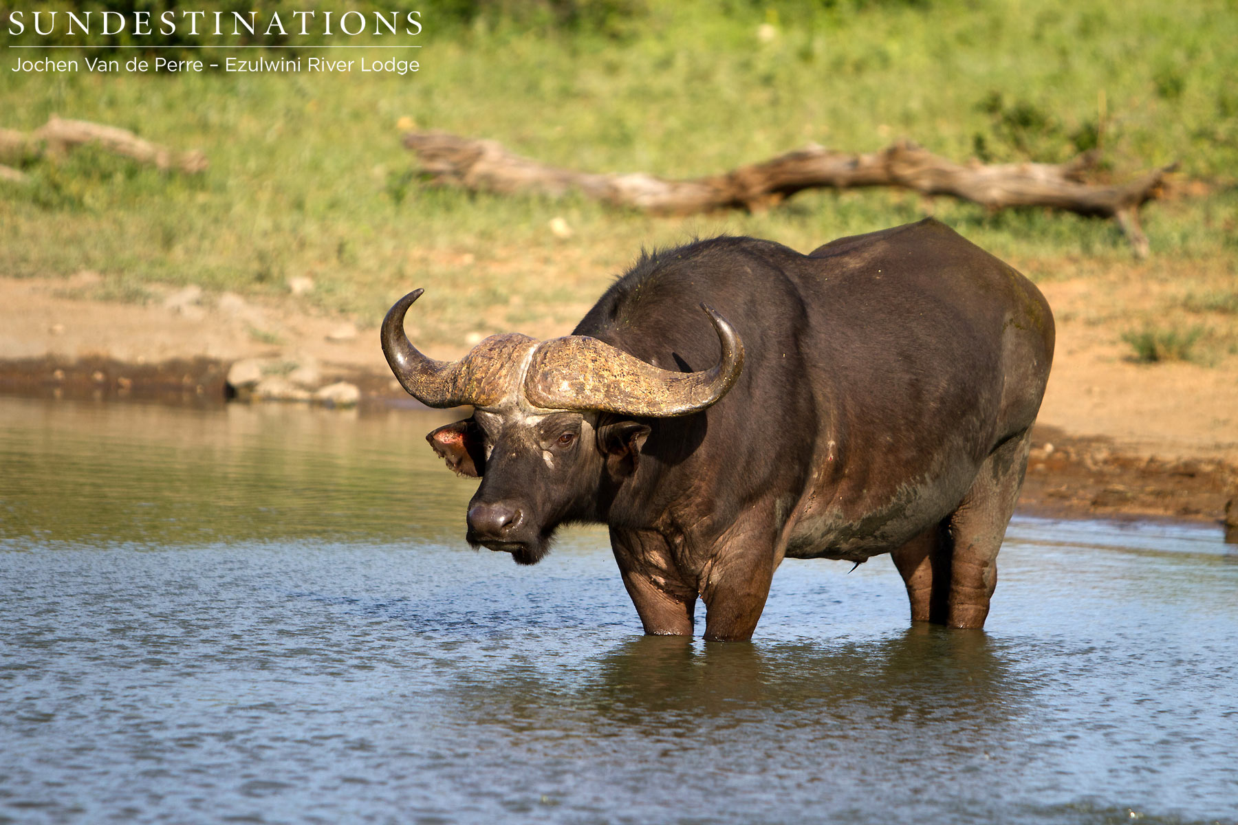 5 Facts About Buffalo in the Balule Nature Reserve