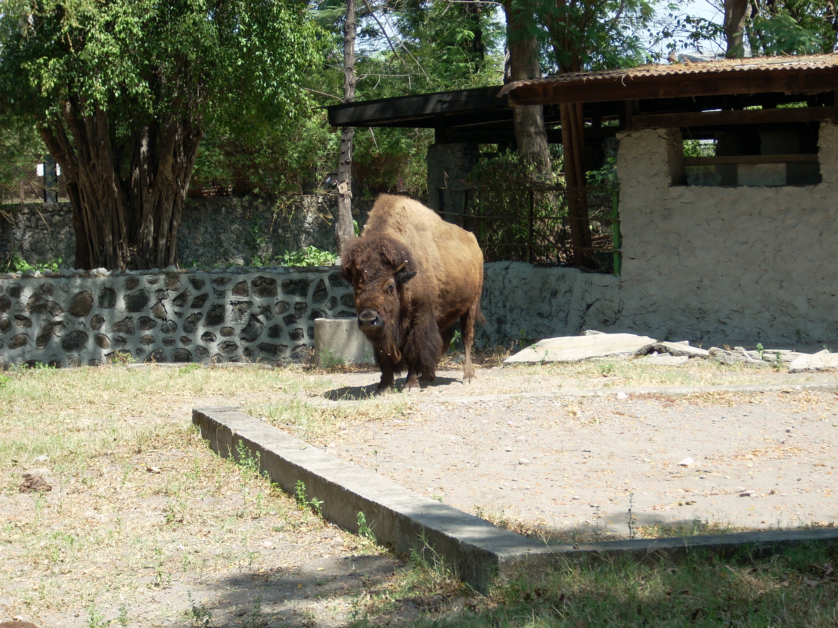 Buffalo at surabaya zoo photo