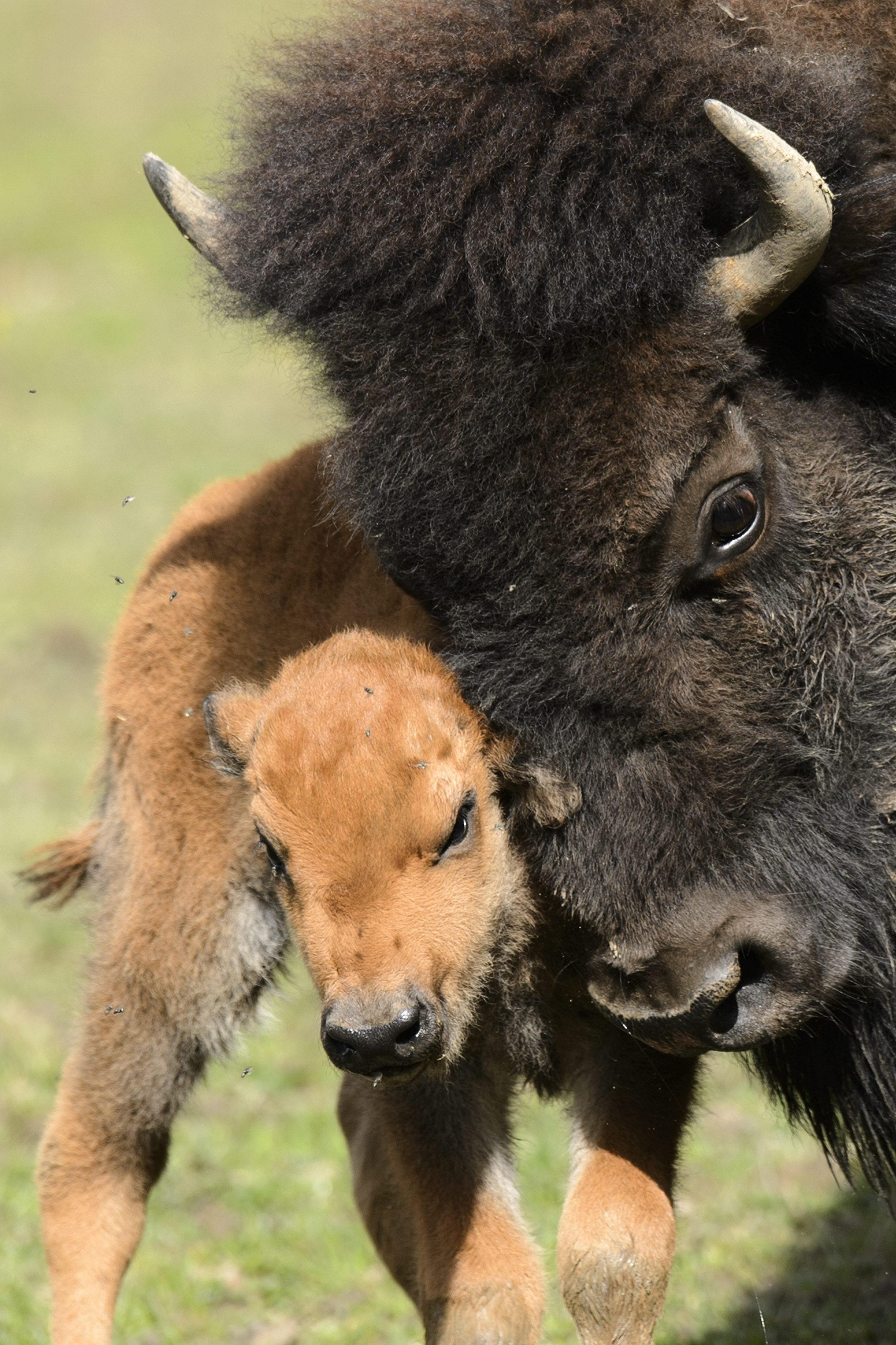 A one day-old American bison cub and its mother enjoy a sunny day in ...