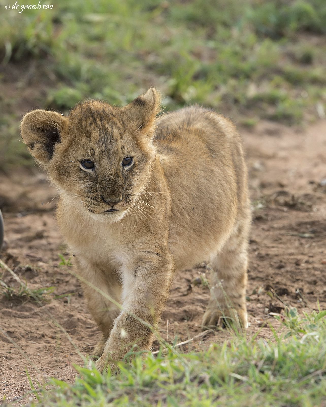 Simba - Lion cub at a buffalo kill site in Masai Mara | Per aspera ...