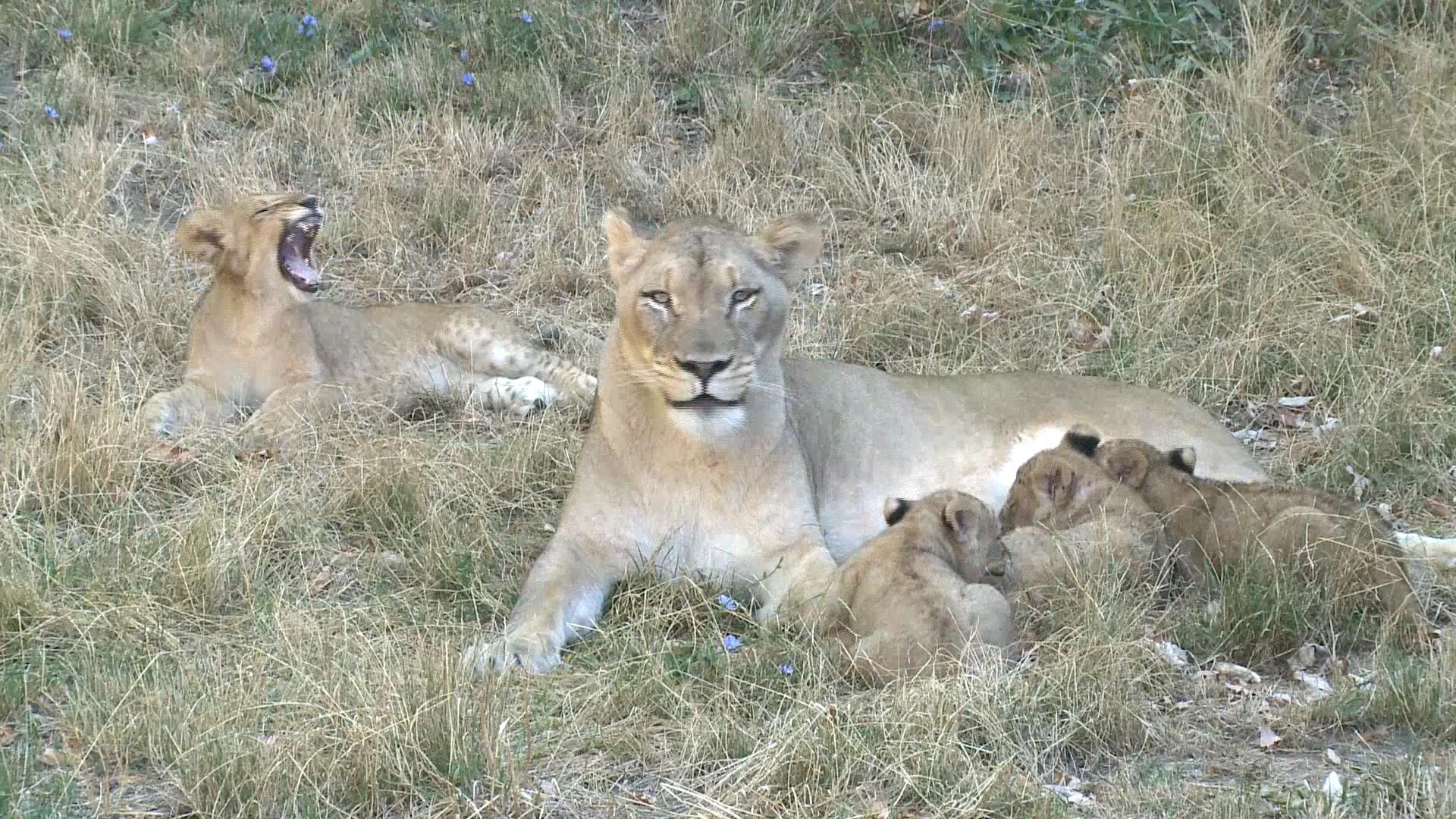 Adorable Lion Cubs Prepare for Buffalo Zoo Debut