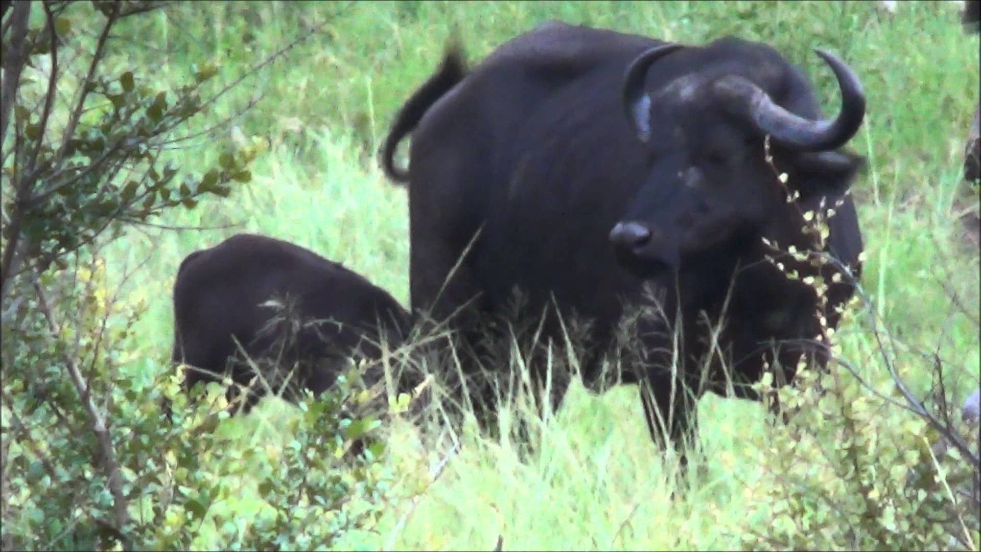 Female Buffalo of South Africa Giving Milk to Small Cub. Kruger ...