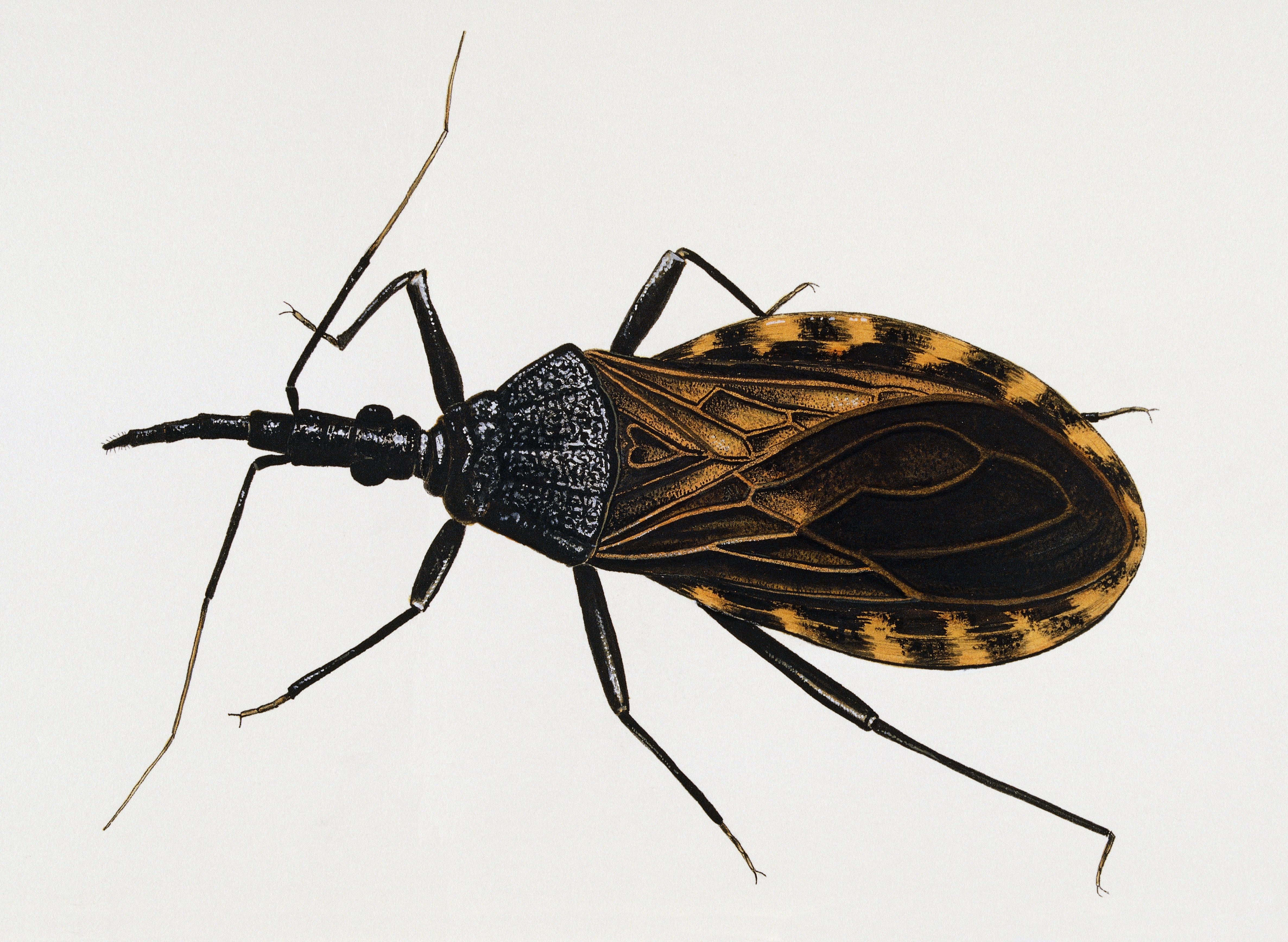 Remain Calm: Kissing Bugs Are Not Invading the US | WIRED