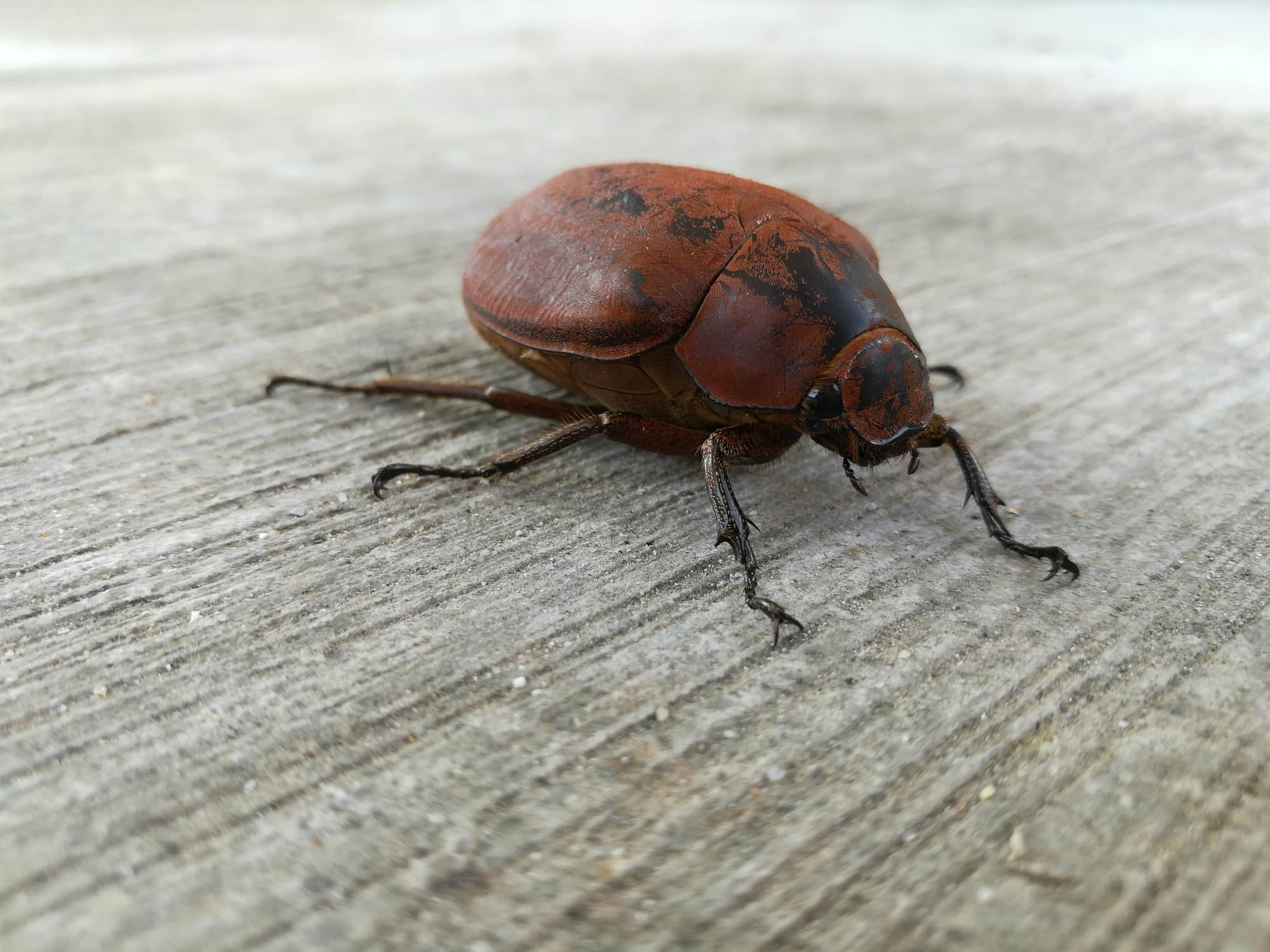 Why Are June Bugs Called June Bugs? | Terminix
