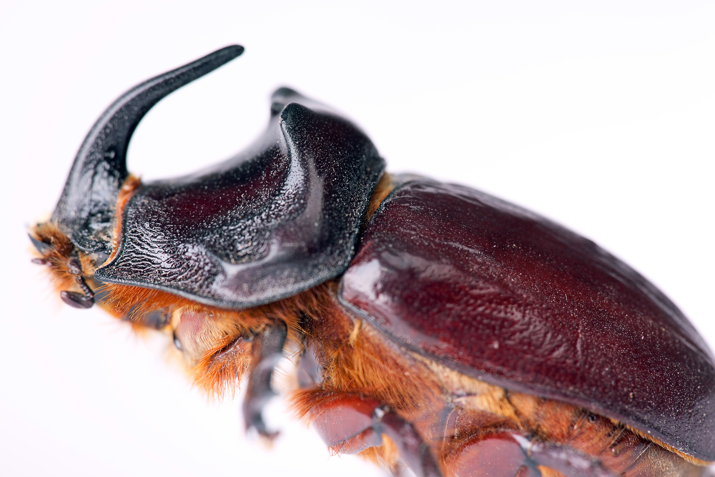 bug, Beetle, White, HQ Photo