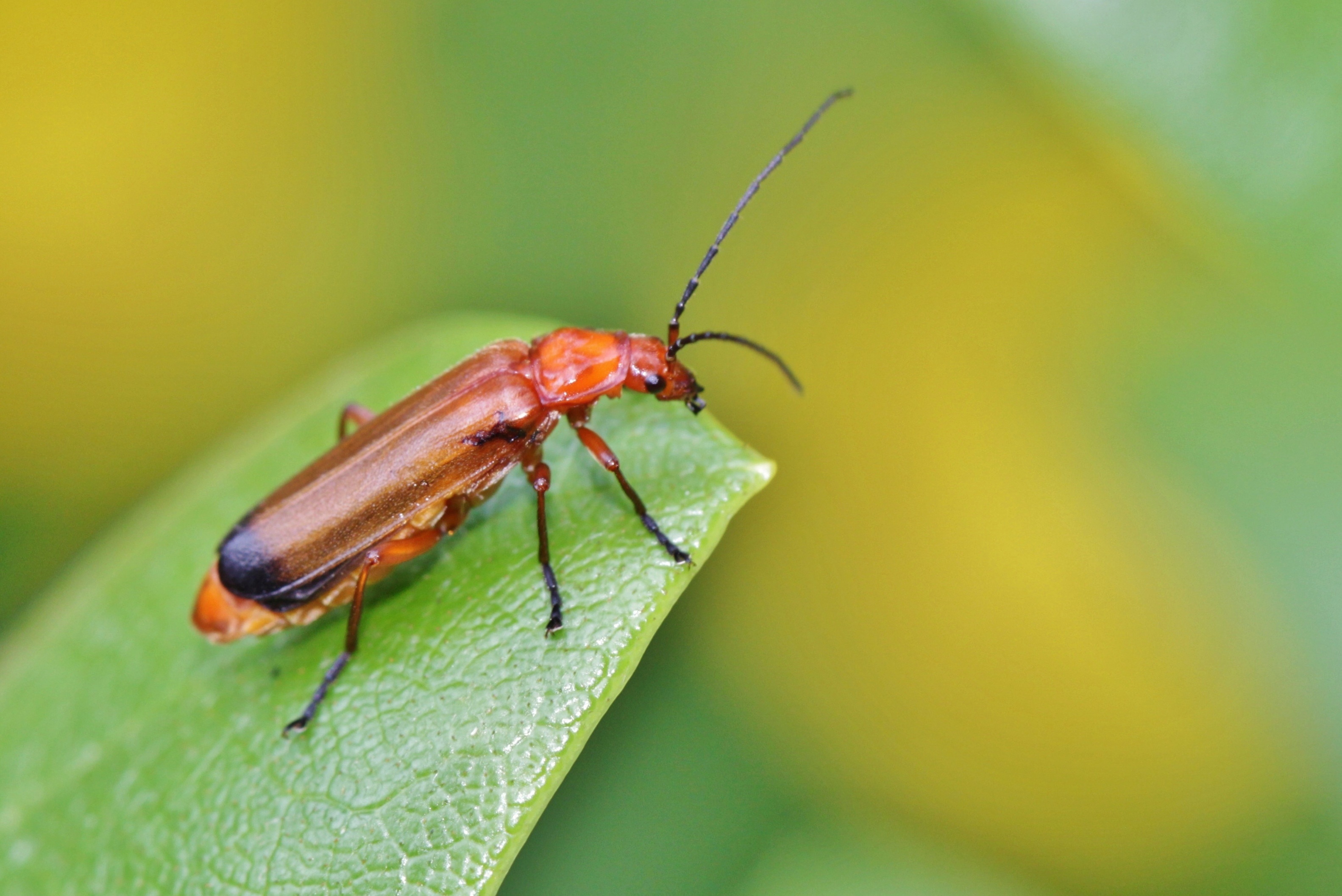Bug, Animal, Green, Insect, Nature, HQ Photo