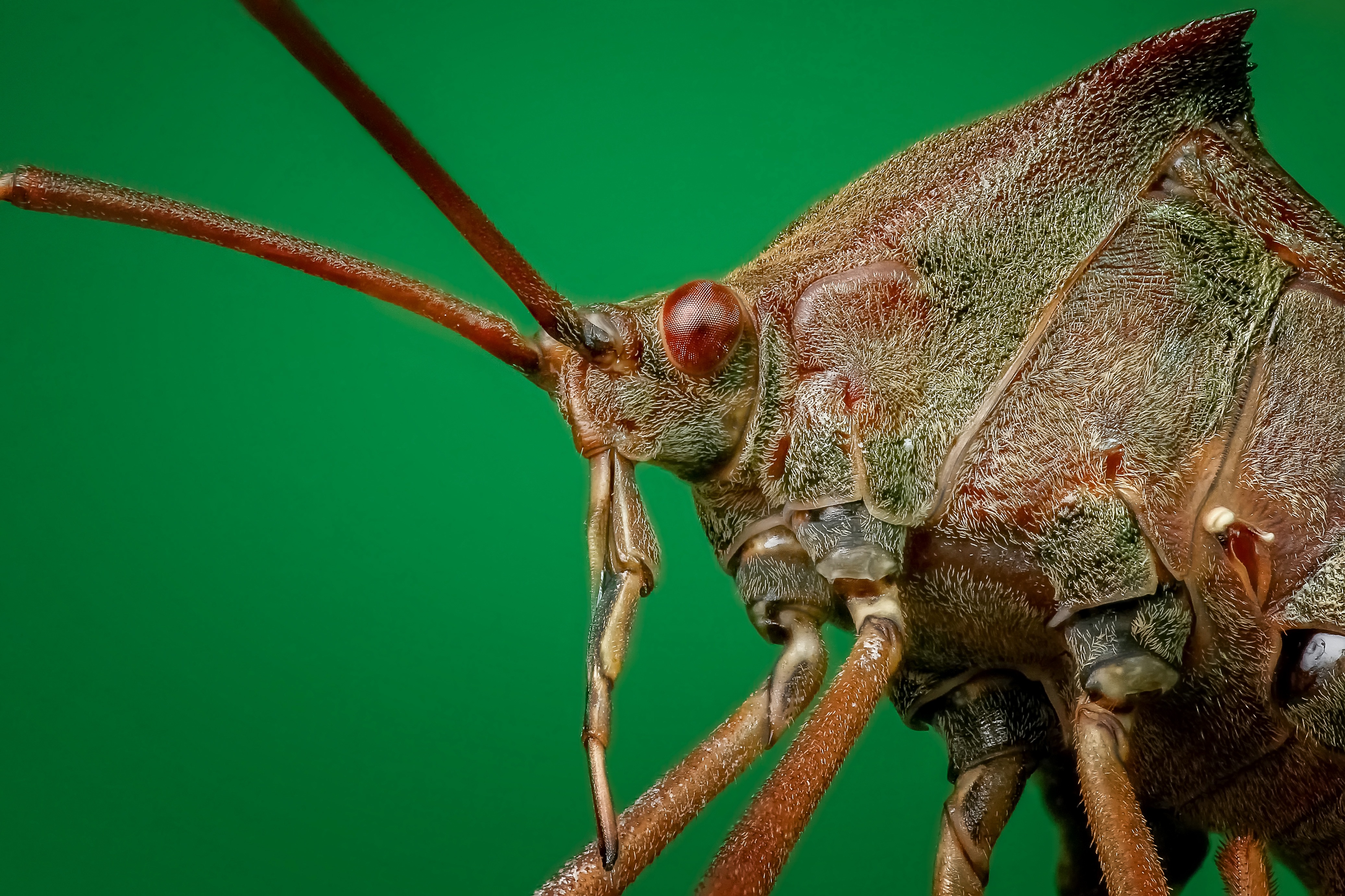 Bug, Animal, Brown, Creature, Insect, HQ Photo