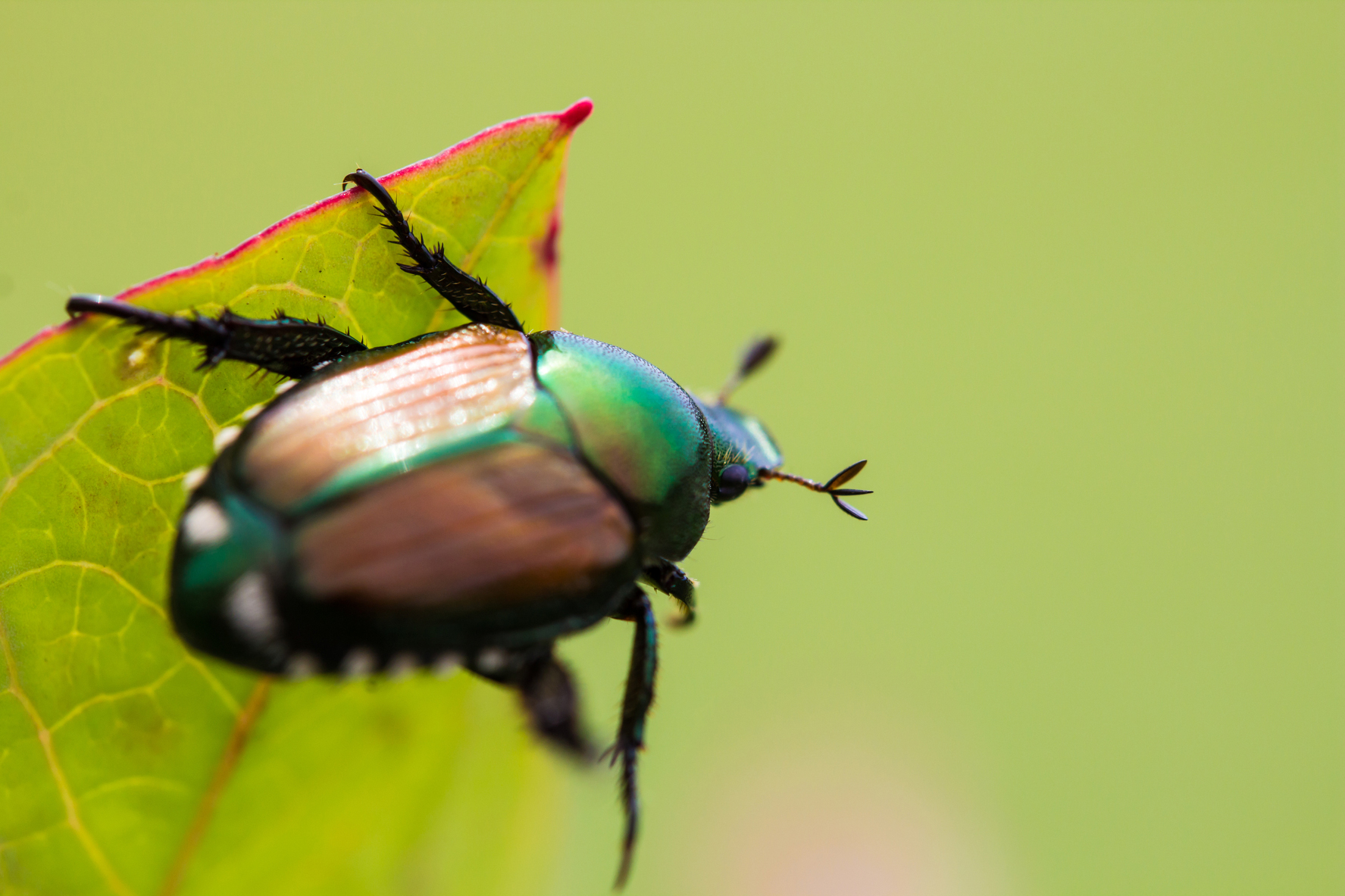 How to Get Rid of Japanese Beetles | Control Bugs and Garden Pests ...