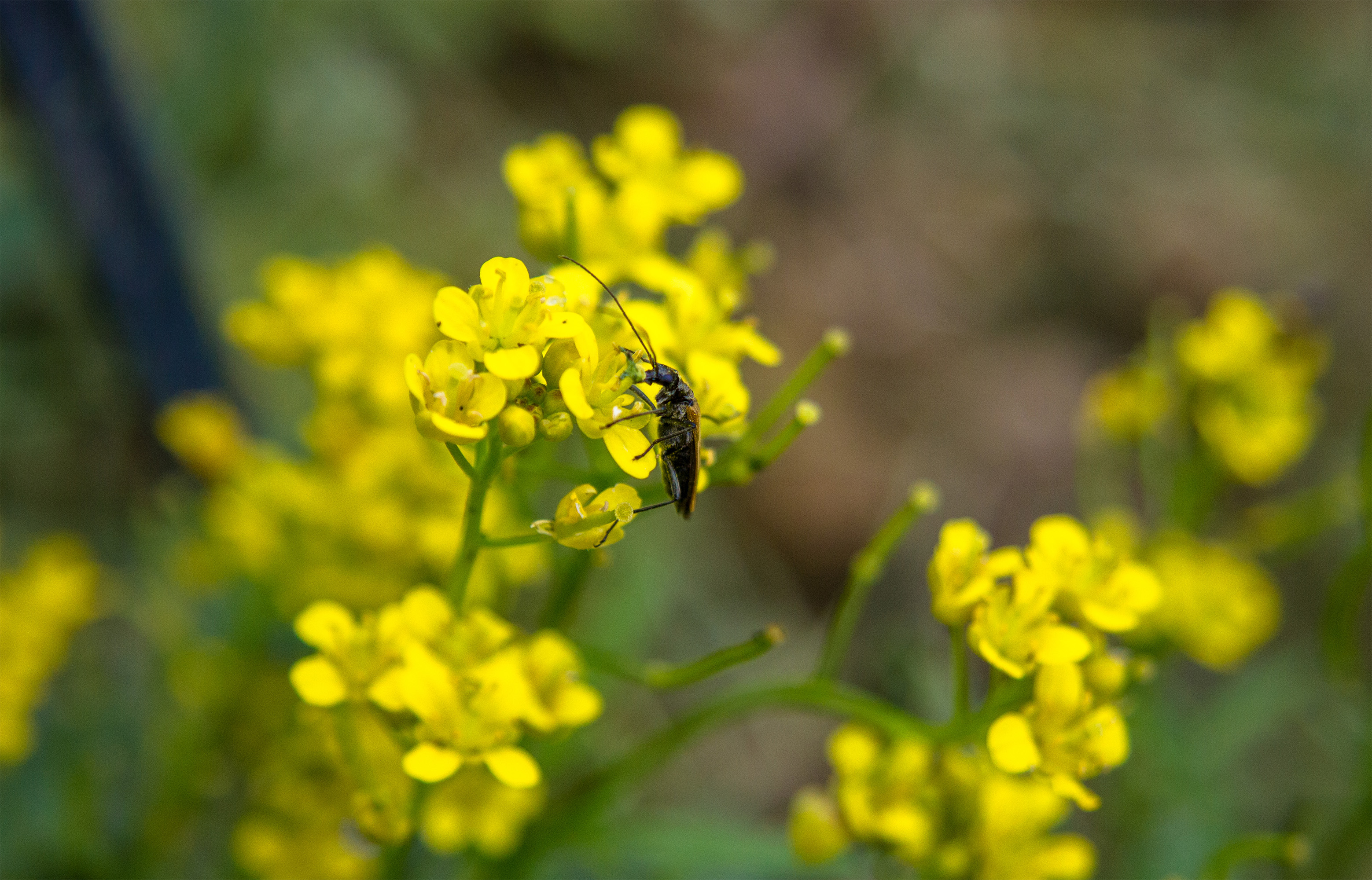 Bug on a flower photo