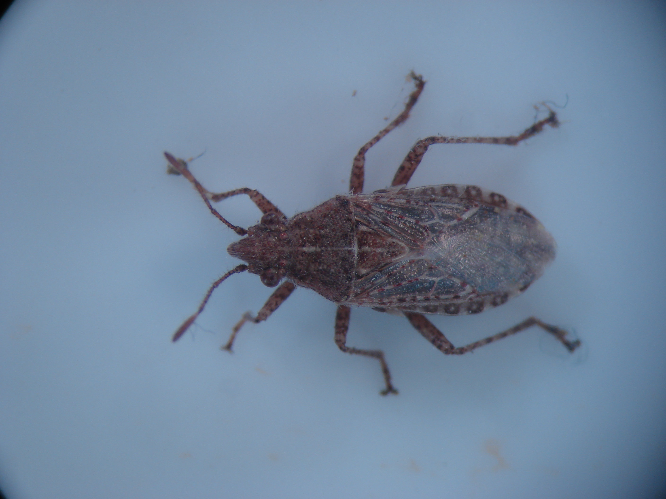 Nuisance and household pests-Grass bug | Pacific Northwest Pest ...