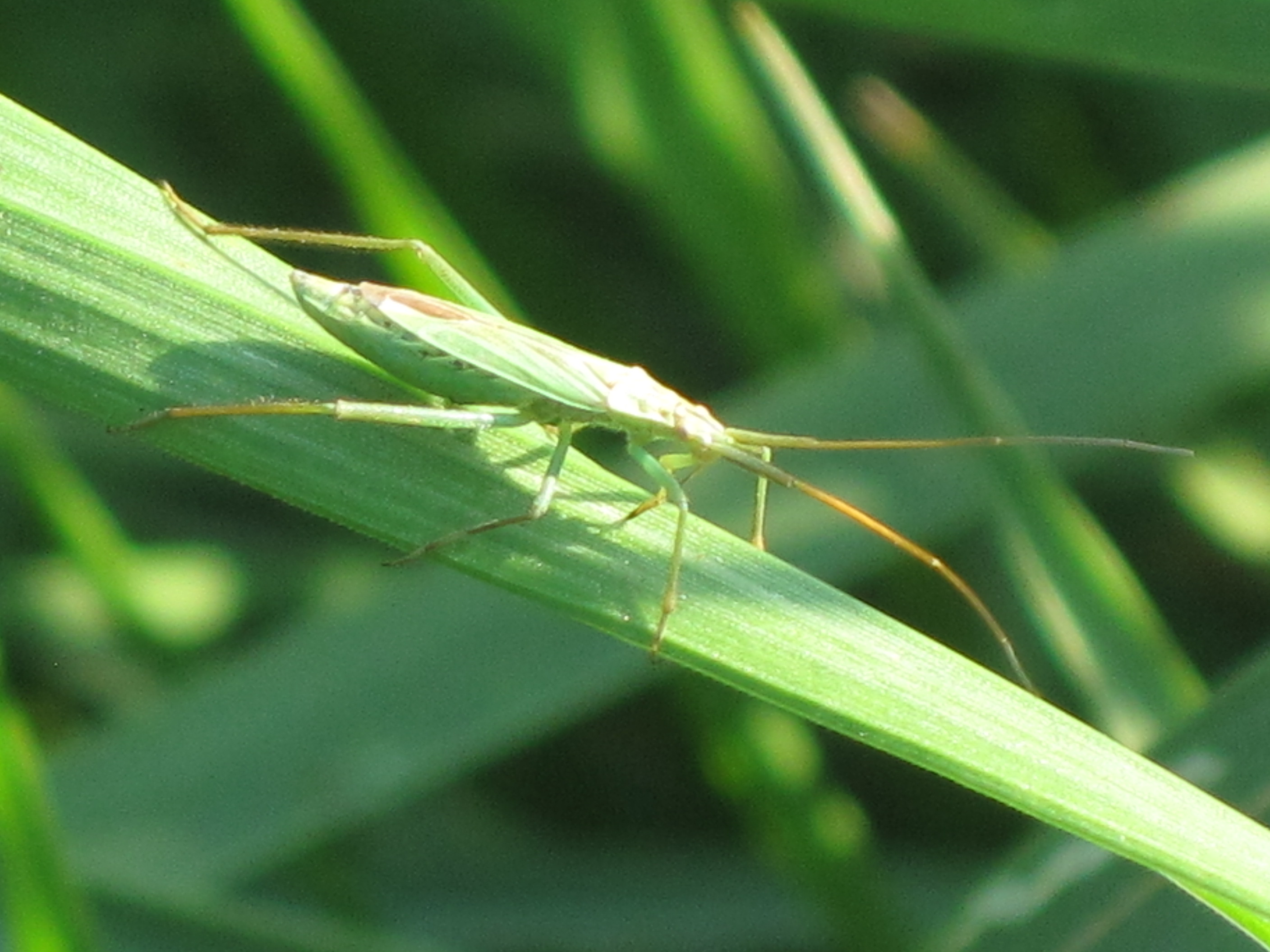 File:Megaloceroea recticornis (grass bug), Arnhem, the Netherlands ...