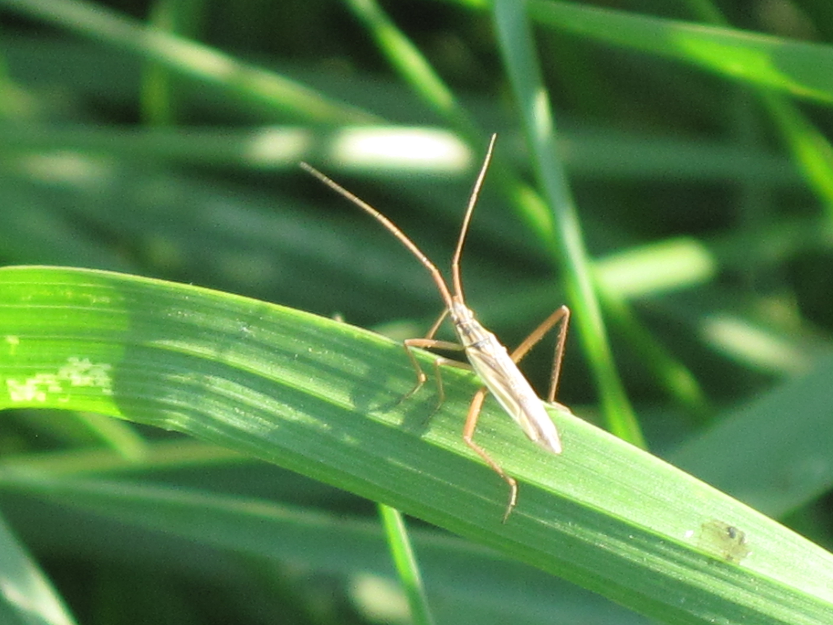 File:Notostira elongata (grass bug), Arnhem, the Netherlands.jpg ...