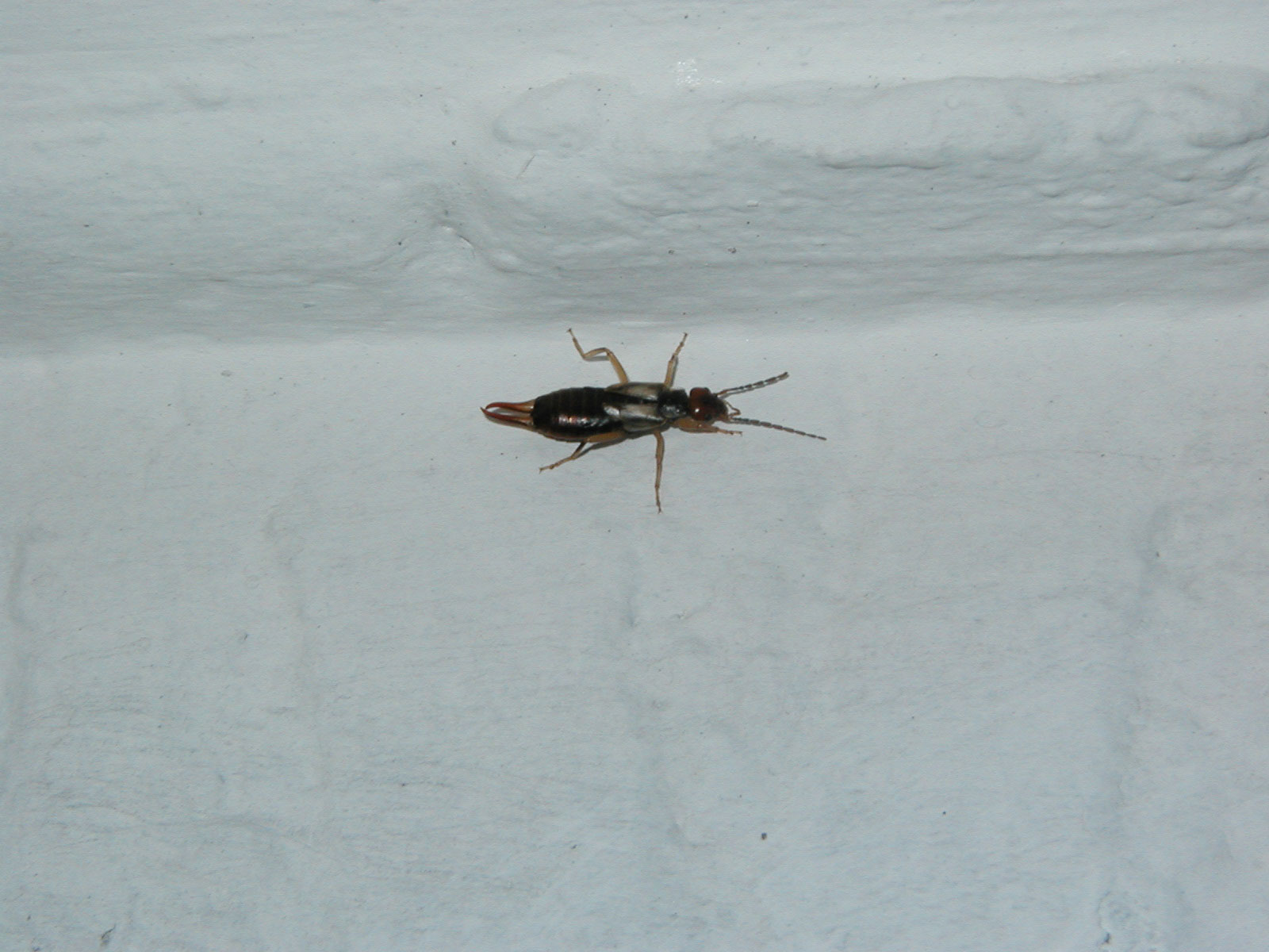Bug on the wall photo
