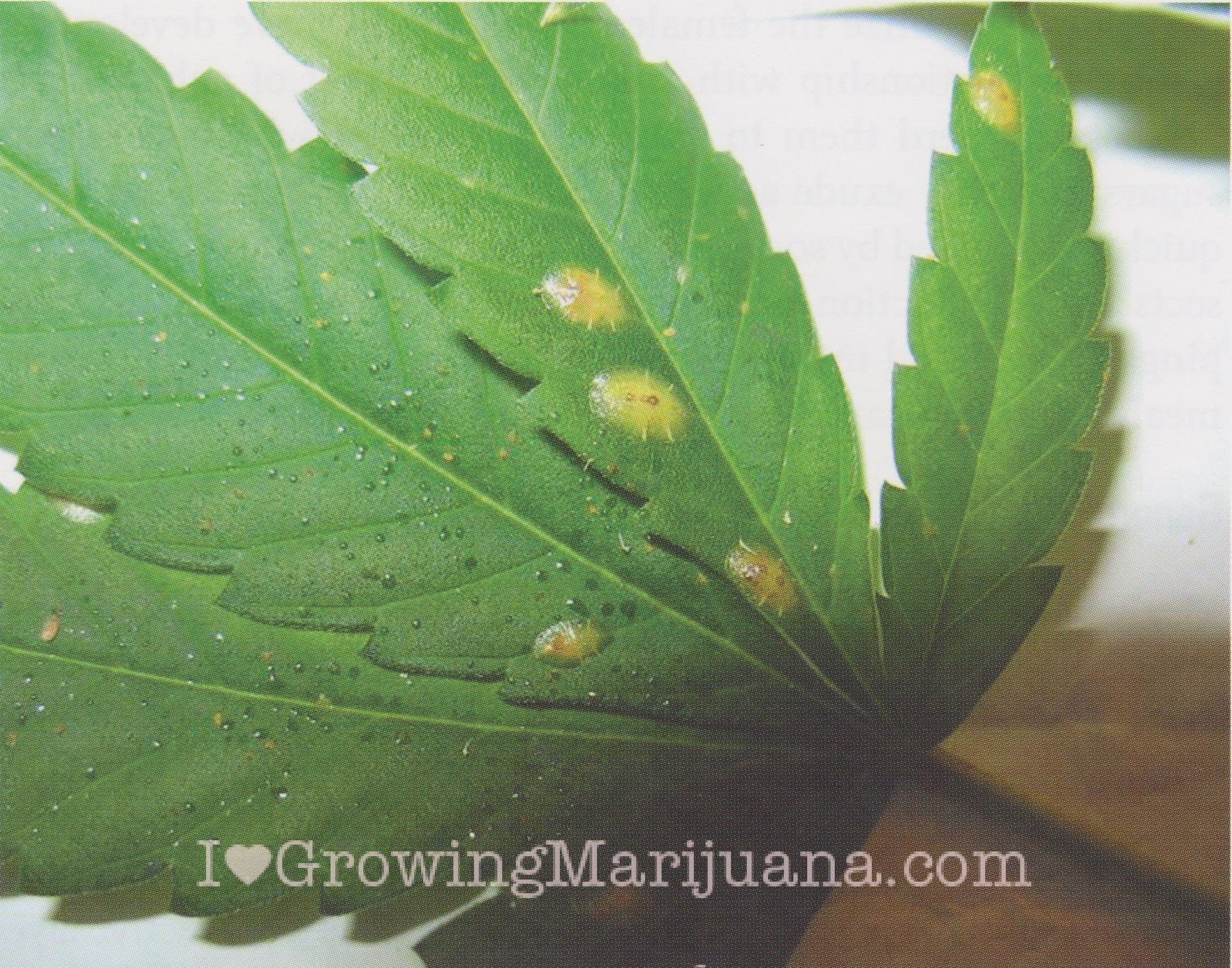 Marijuana Pests & Bugs - Control And Identification | Cannabis and ...
