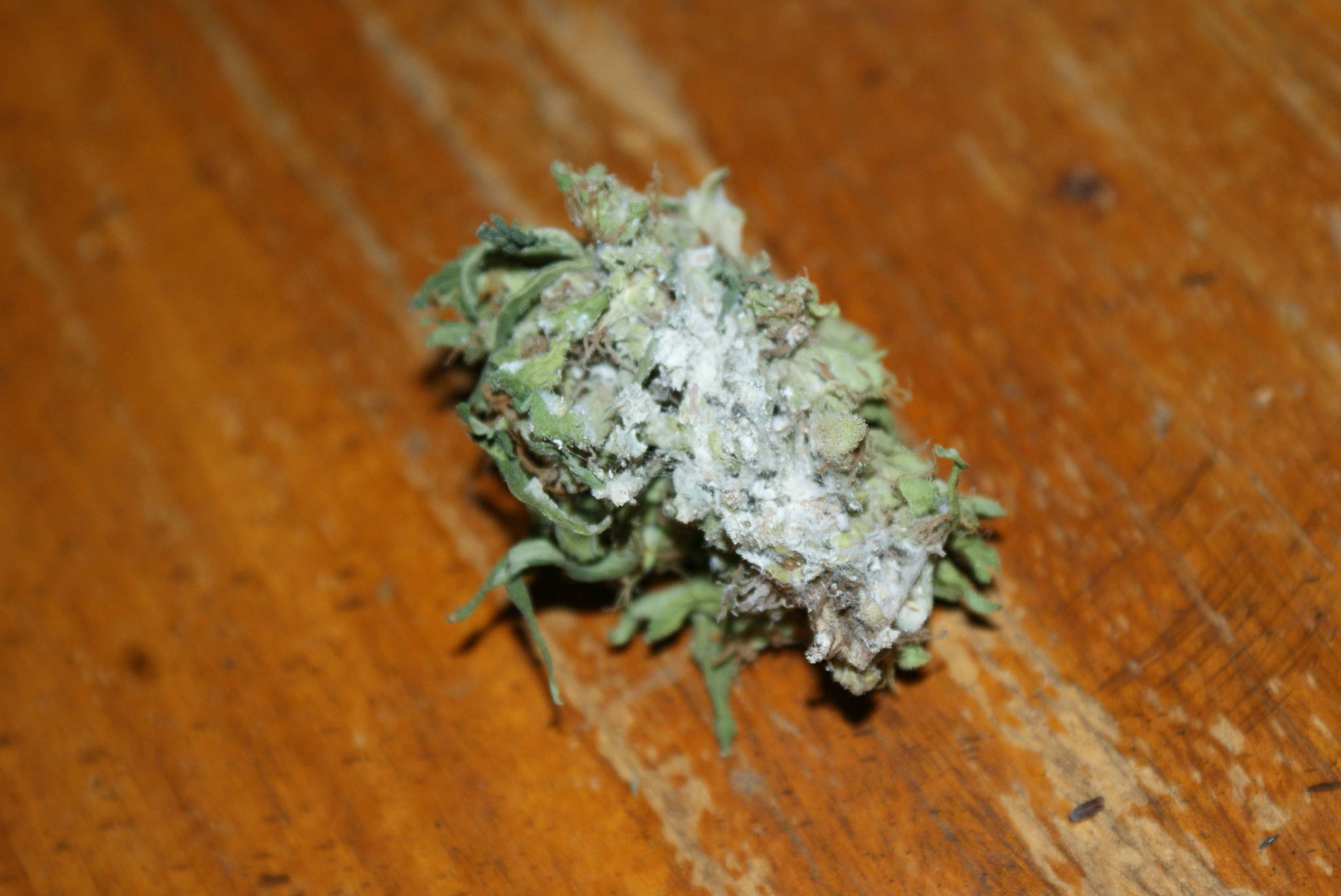 Is this mold or mealybug stuff?? - Cannabis Cultivation - Growery ...