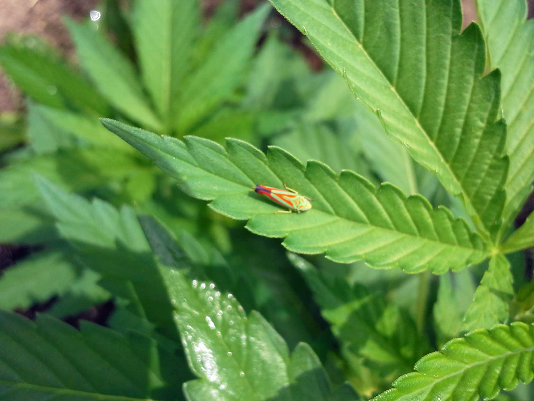 How to Get Rid of Leafhoppers | Grow Weed Easy