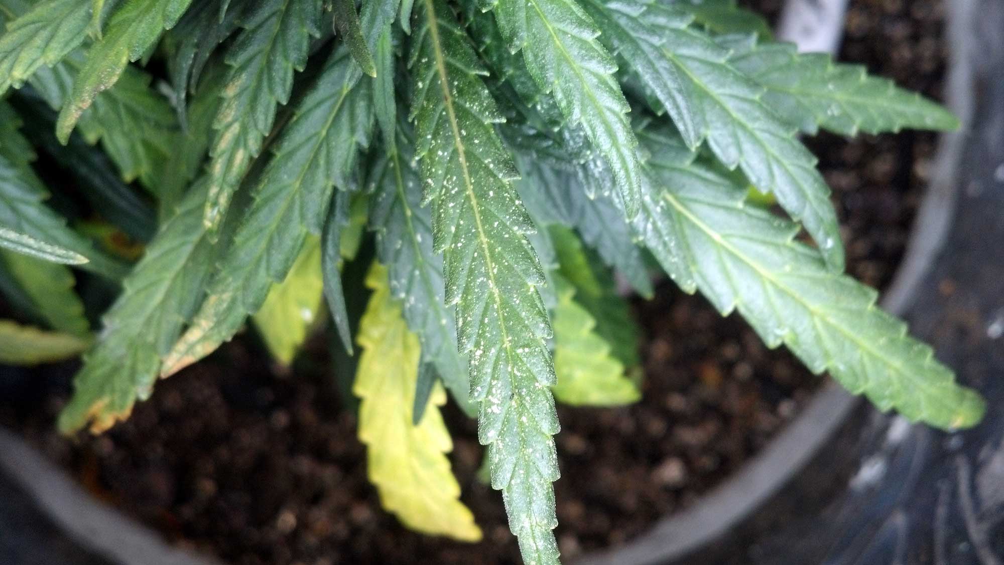 Spider Mites: Get Rid of Them Quick! | Grow Weed Easy