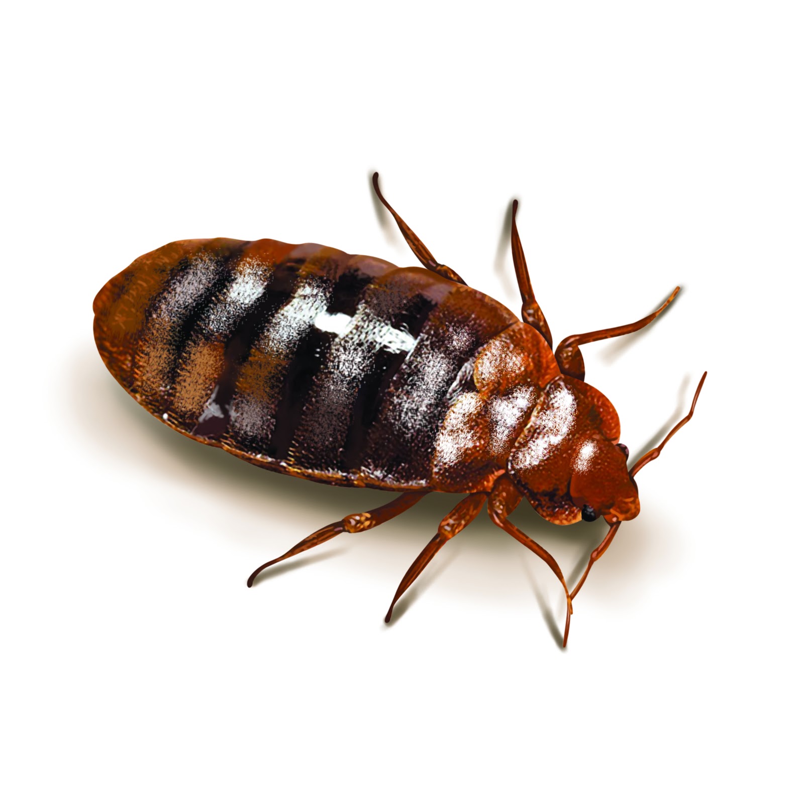 Bed Bugs | Commercial Pest Control NY