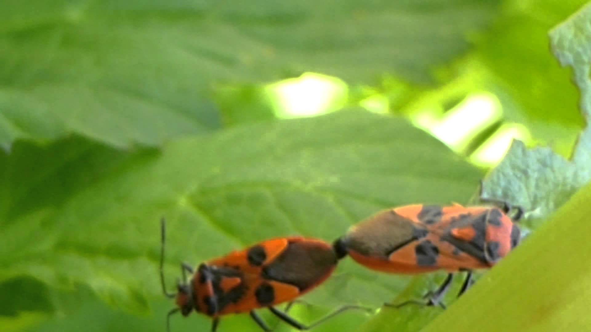Black and Orange Shieldbugs (Fire bugs) Mating - YouTube