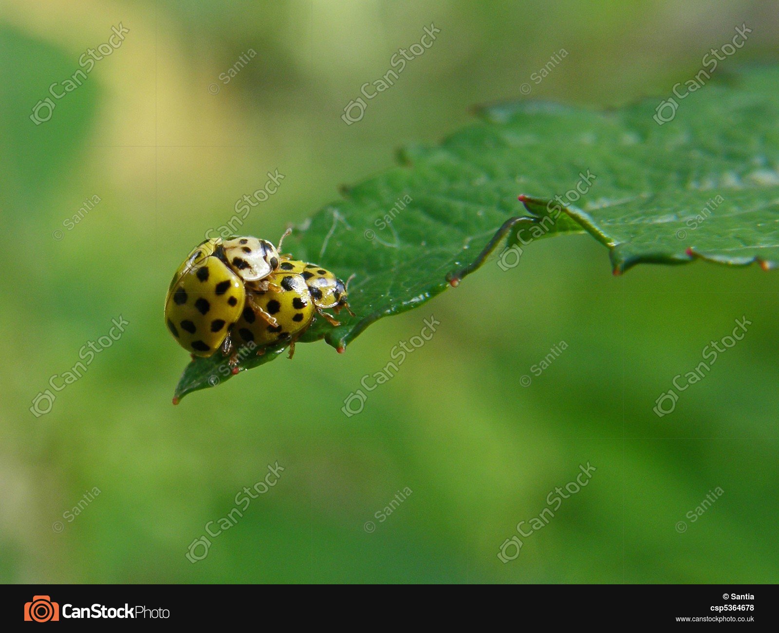 Two yellow lady bugs mating on a leaf pictures - Search Photographs ...