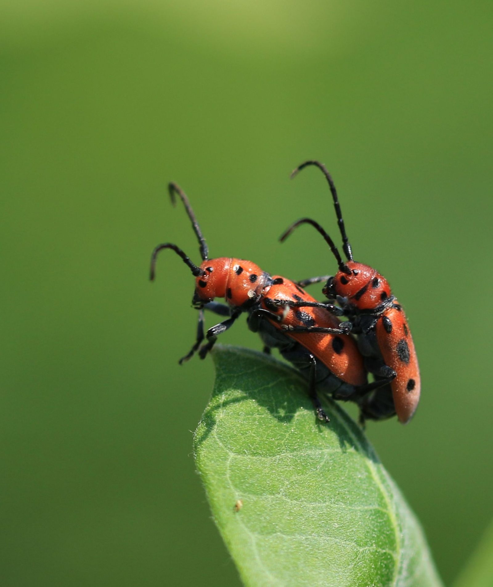 Red Bugs Mating - Outdoor Photographer