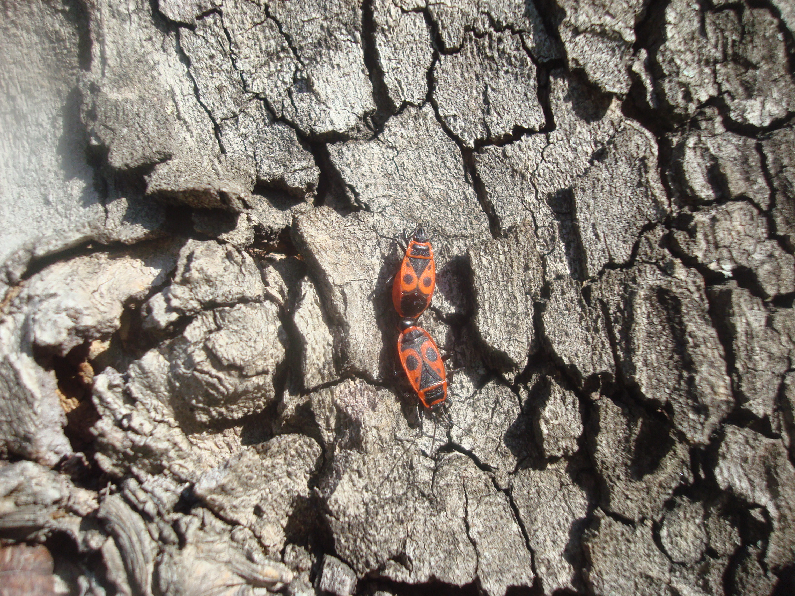 Bugs mating on a tree photo