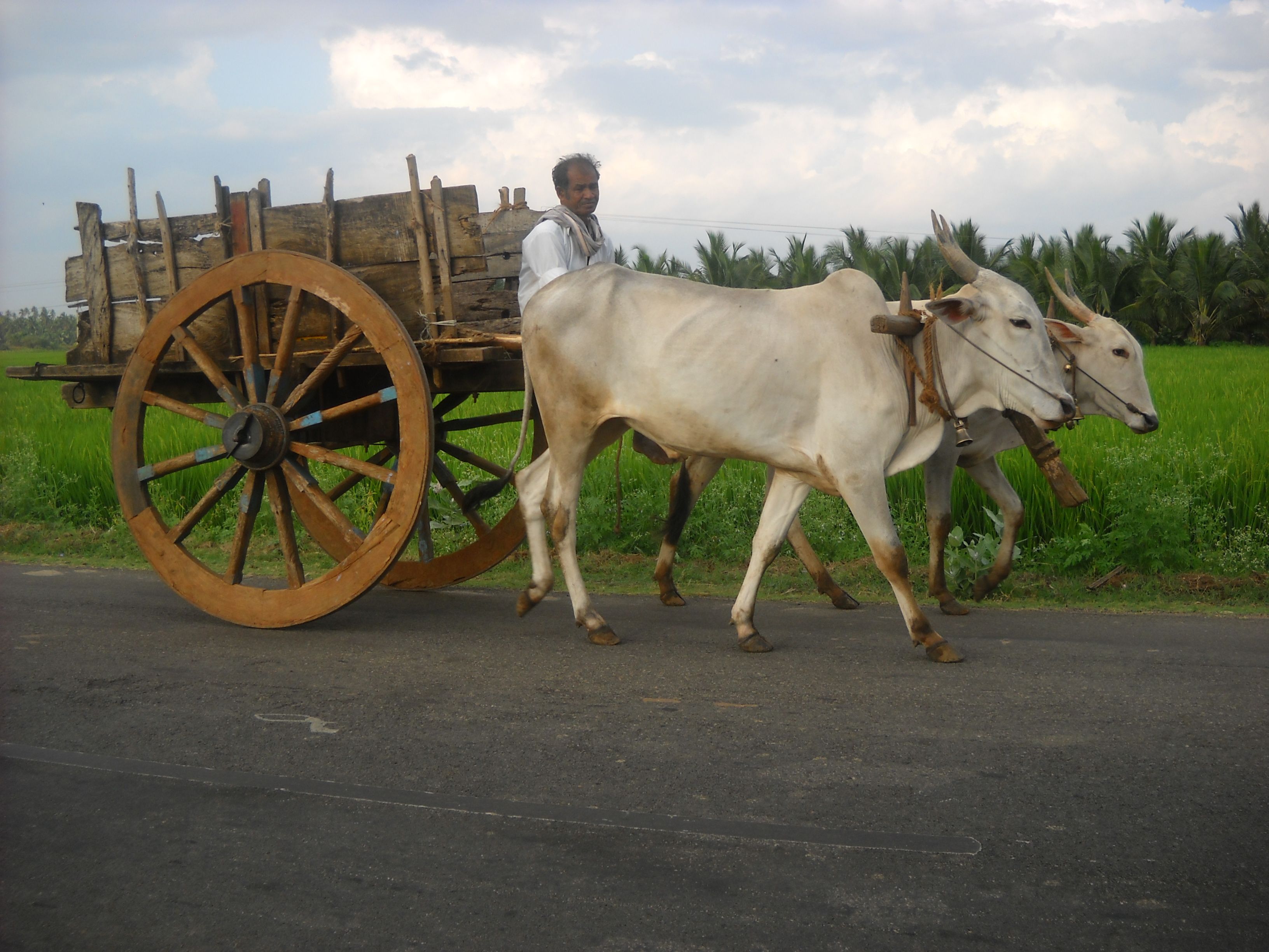 Bullock Cart, Benares, India. Google Image Result for http://1.bp ...