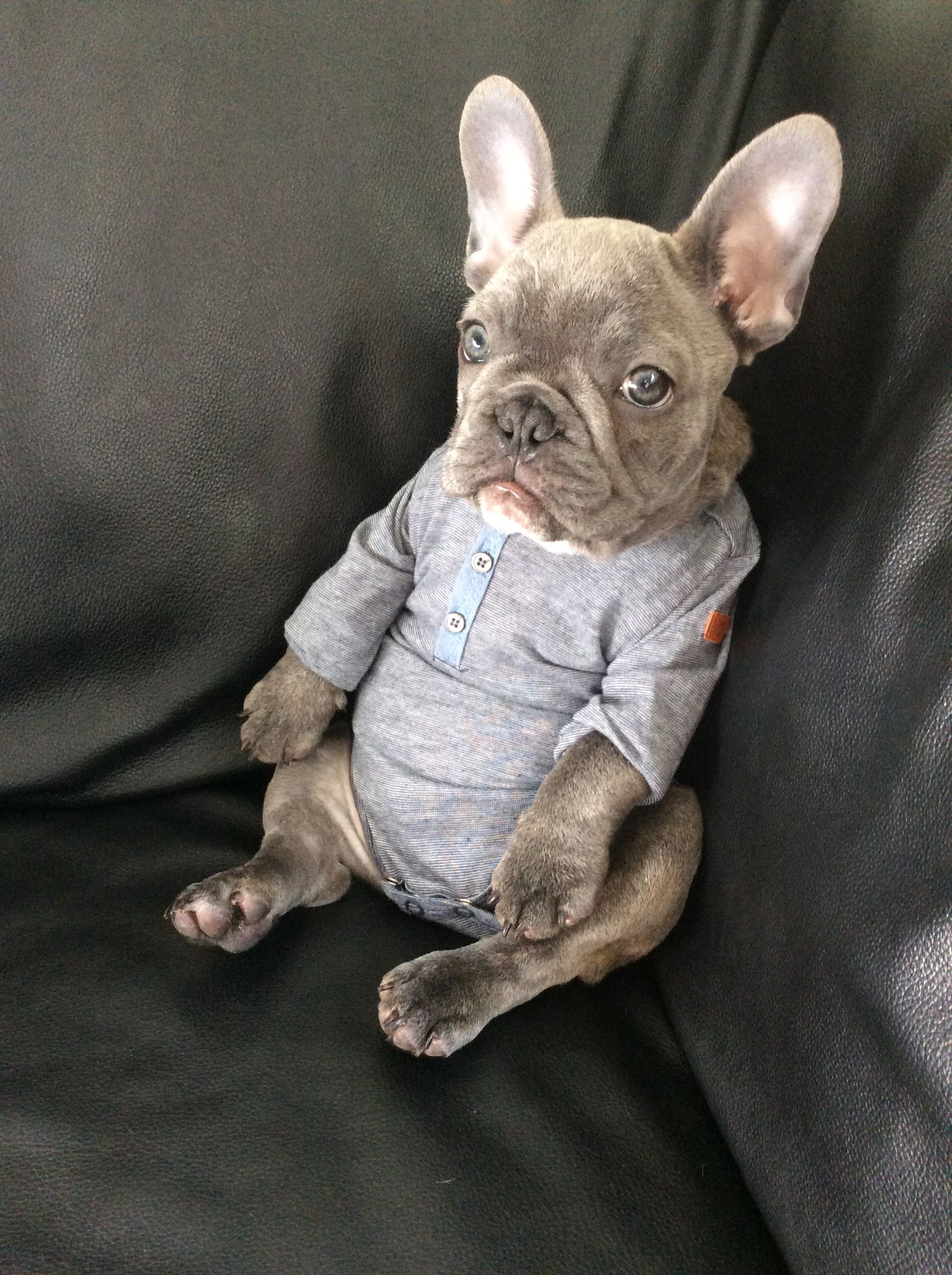 Bulldog - Calm Courageous and Friendly | French bulldogs, Onesie and ...