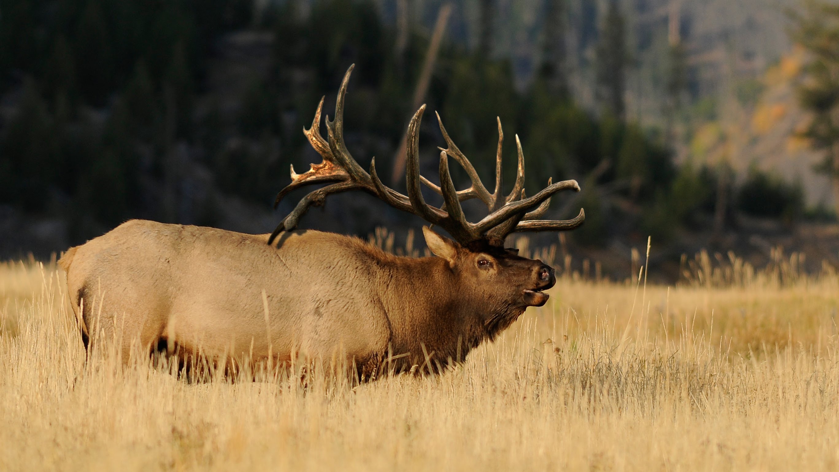 Bull Elk. 