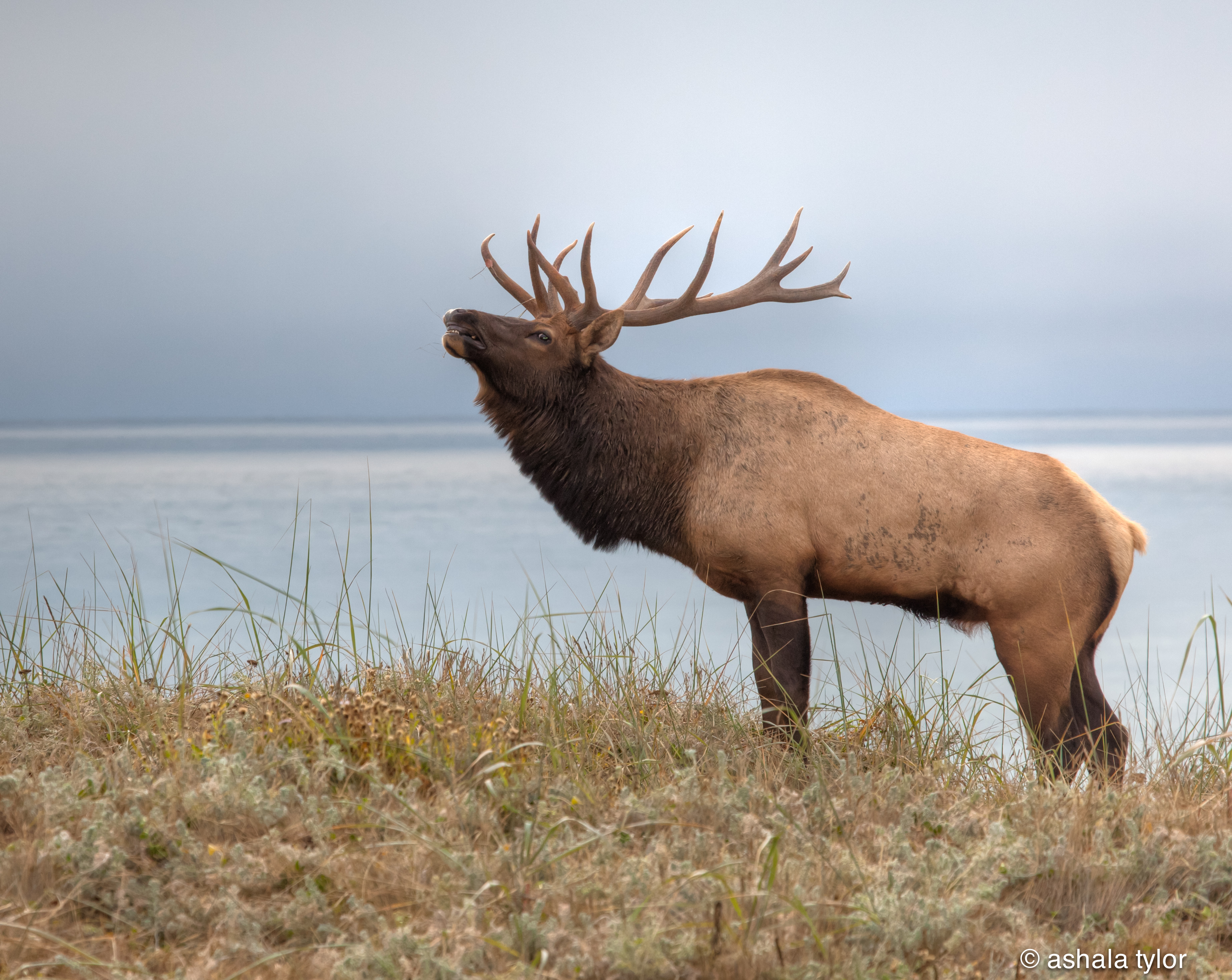 bull elk images | ashalatylorimages