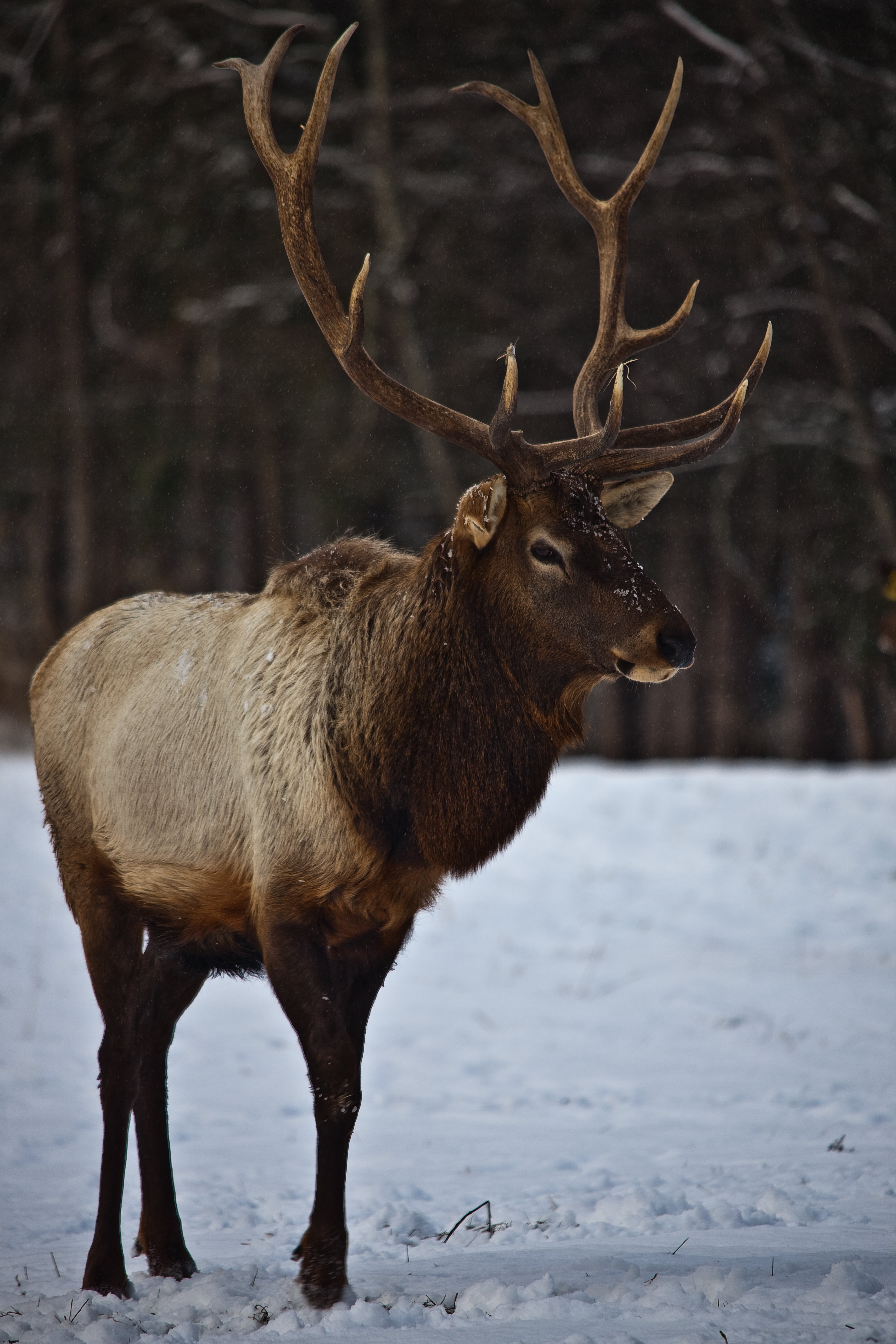 Bull elk photo