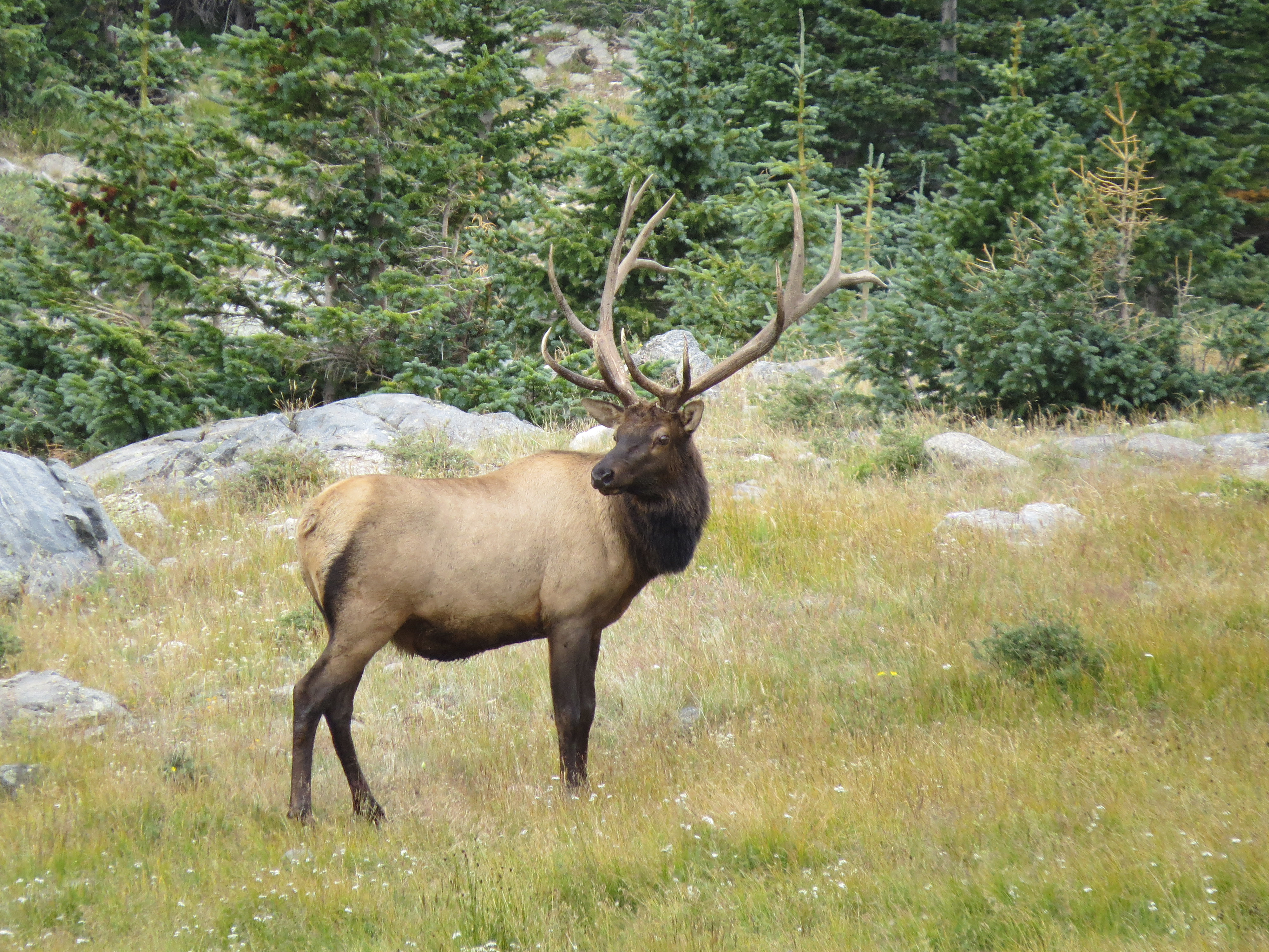 Hunter's trophy bull elk stolen from the back of his pickup near ...