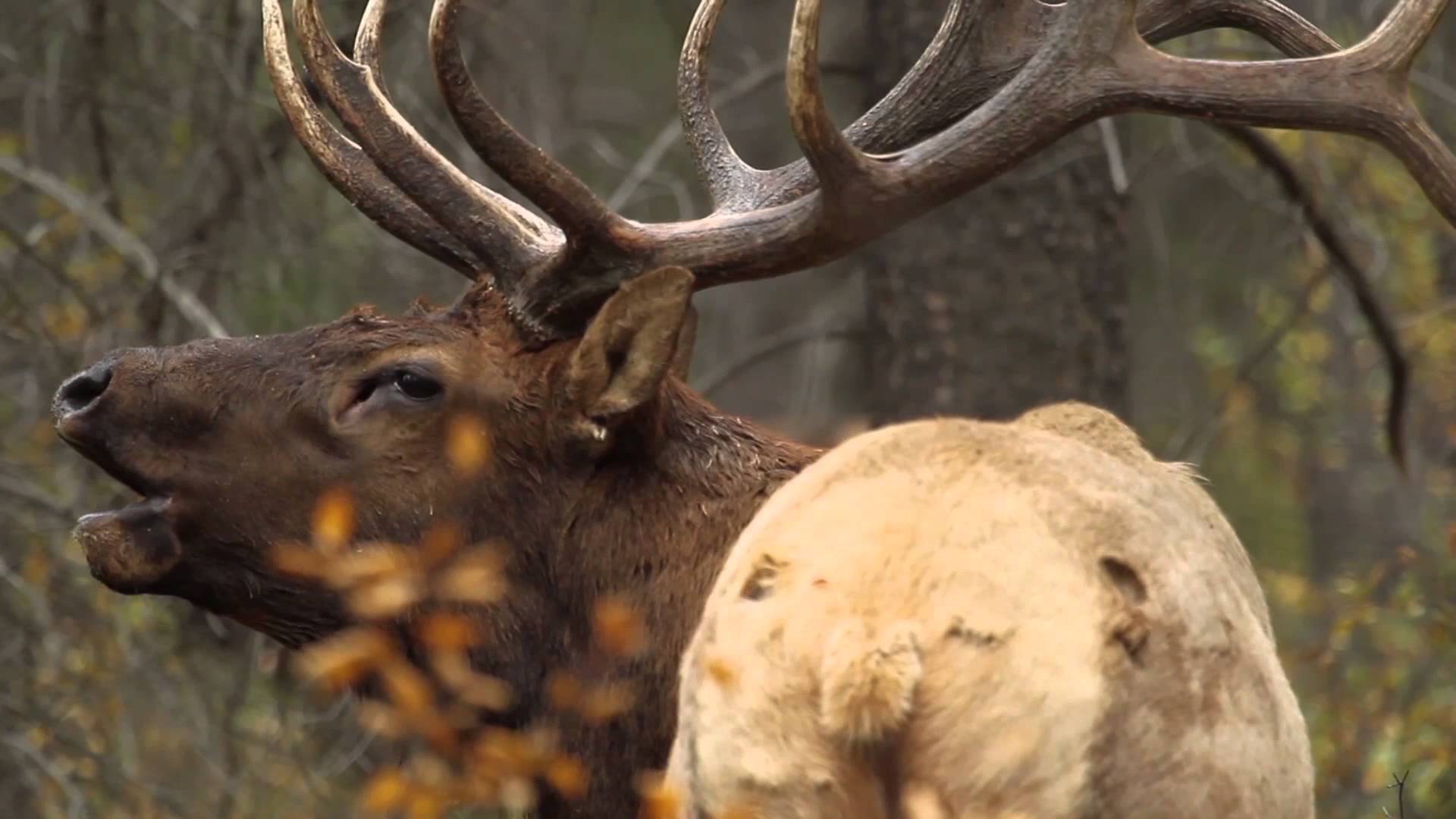 Bull Elk Bugling during the Rut - YouTube
