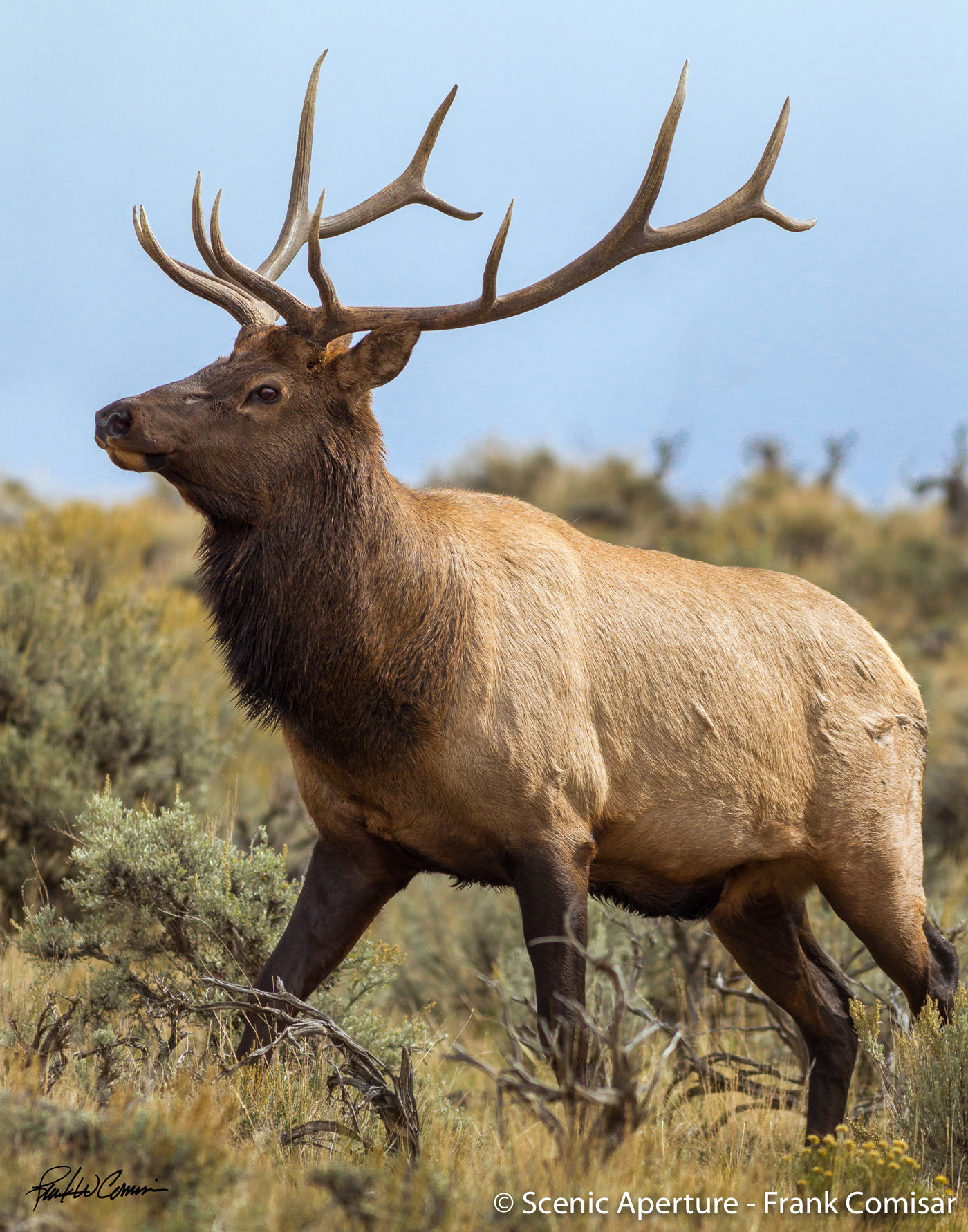 Bull Elk I - Scenic Aperture Durango Gallery