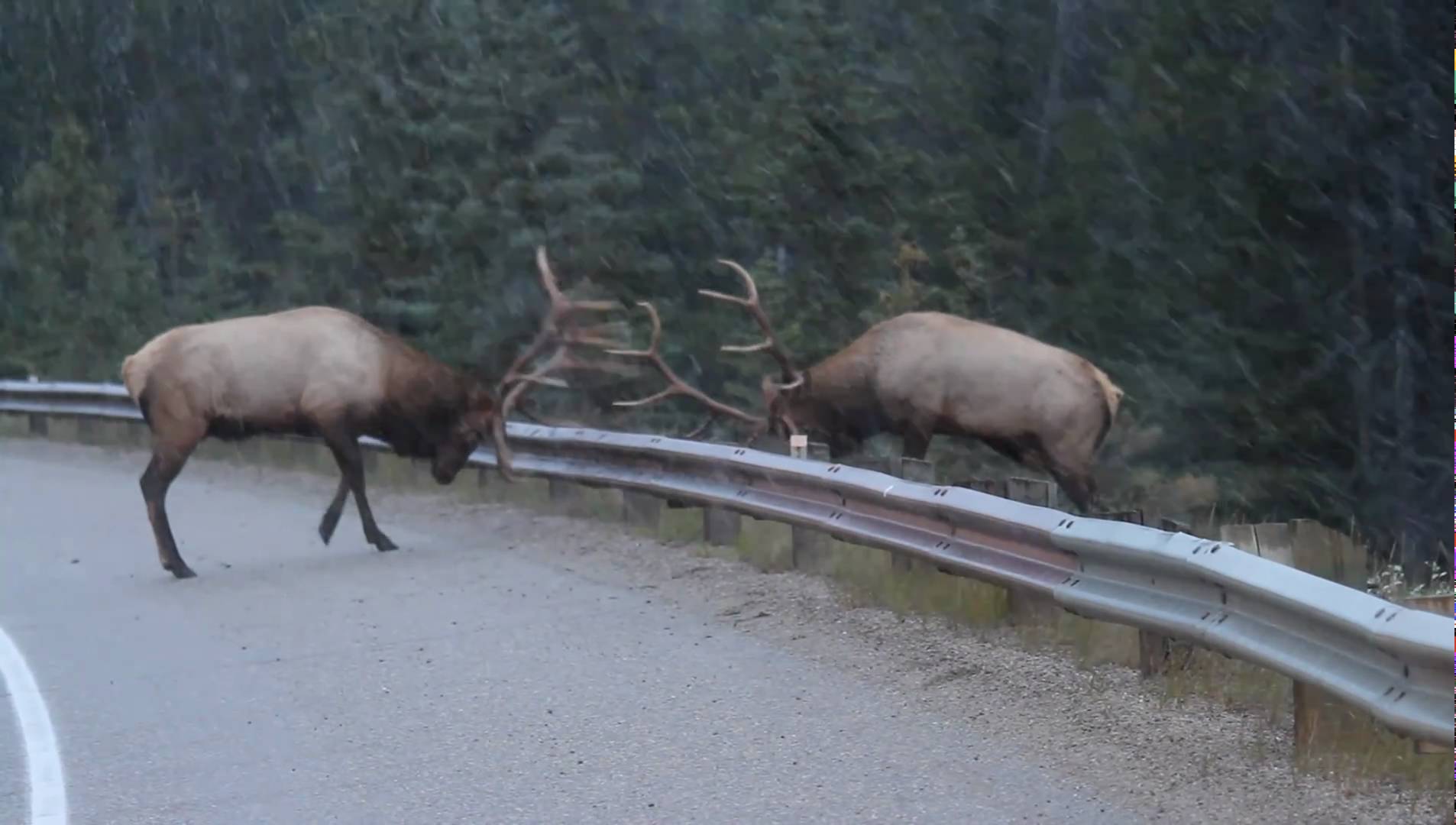 Bull elk fight photo