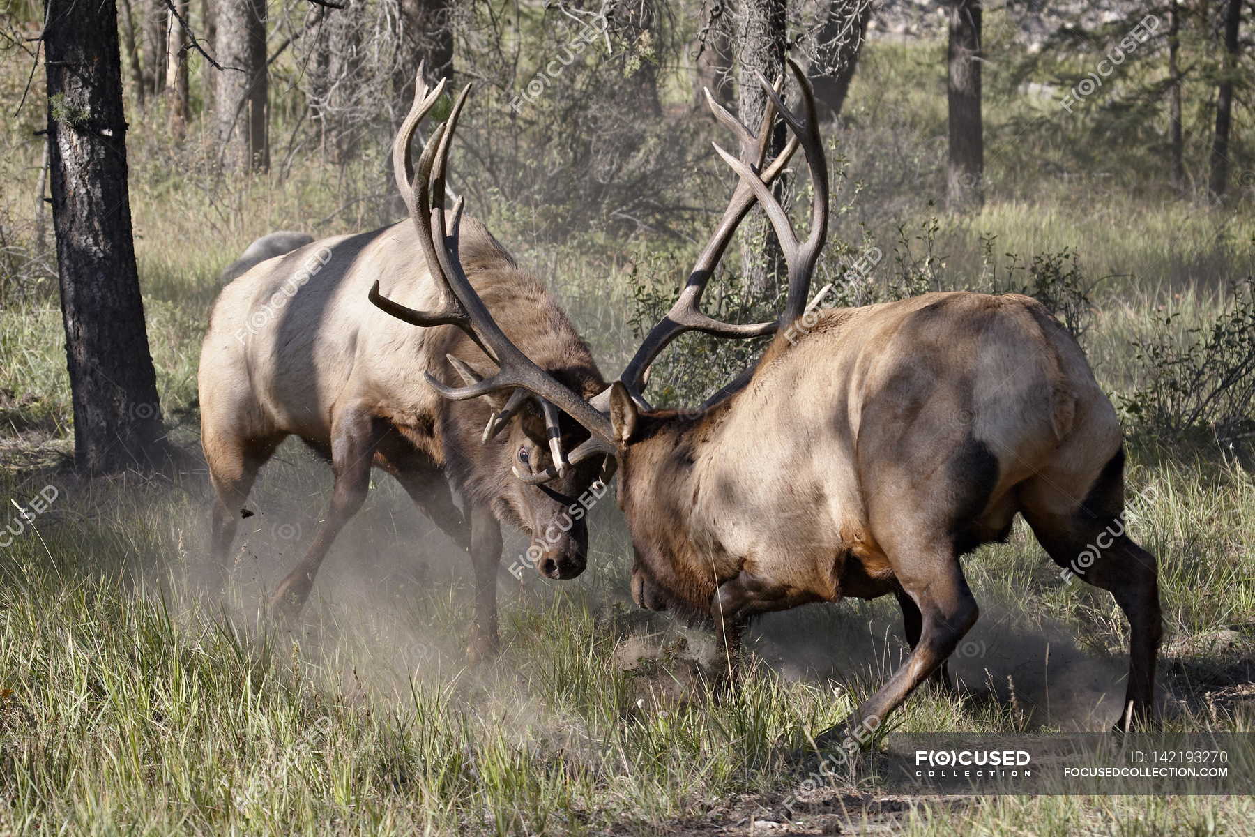 Two bull elk, fighting — Stock Photo | #142193270