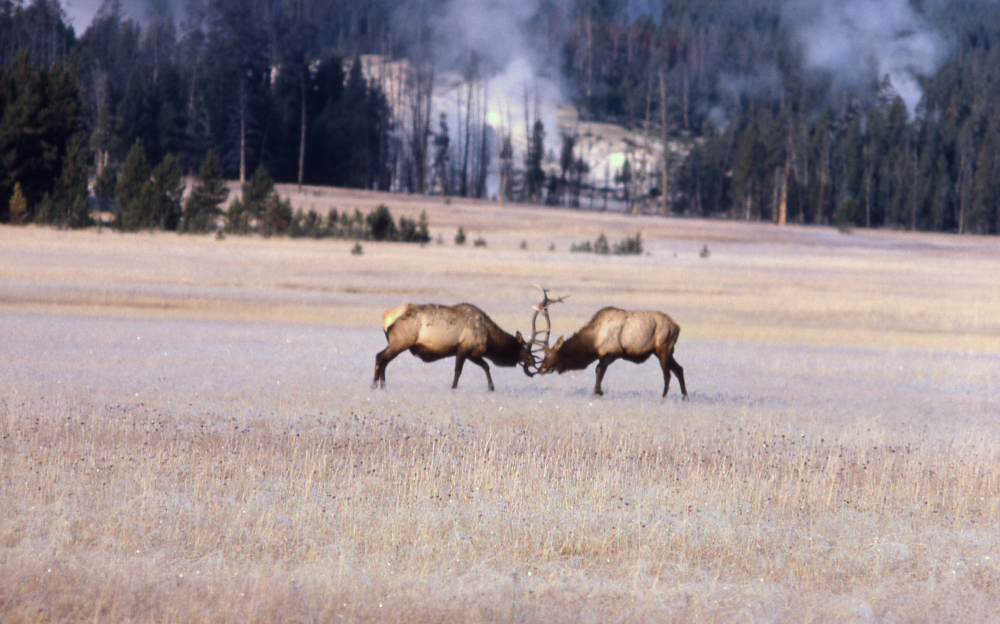 Yellowstone's Photo Collection