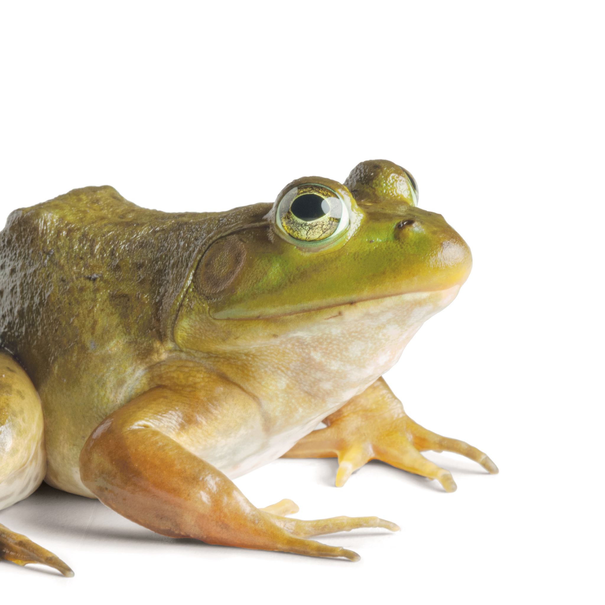 American Bullfrog | National Geographic