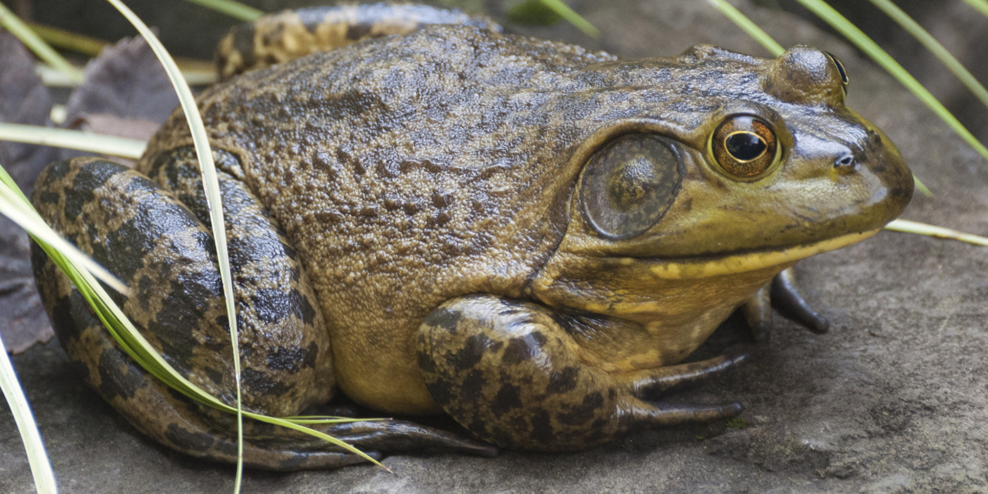 Eat The Enemy: How To Fight The Bullfrog Invasion With Your ...