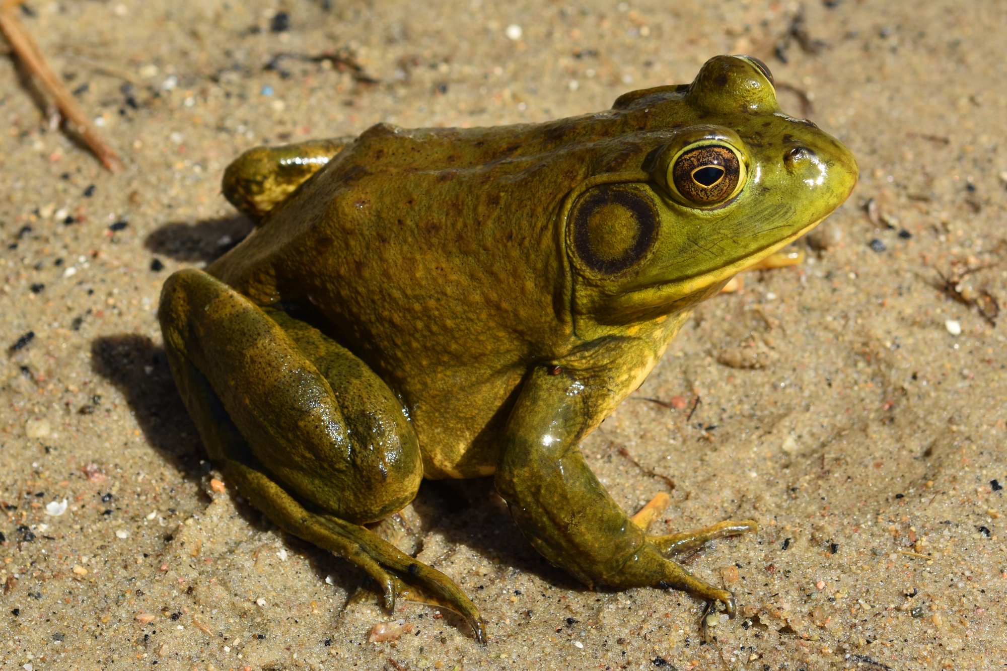 American Bullfrog (Rana catesbeiana) - Amphibians and Reptiles of ...