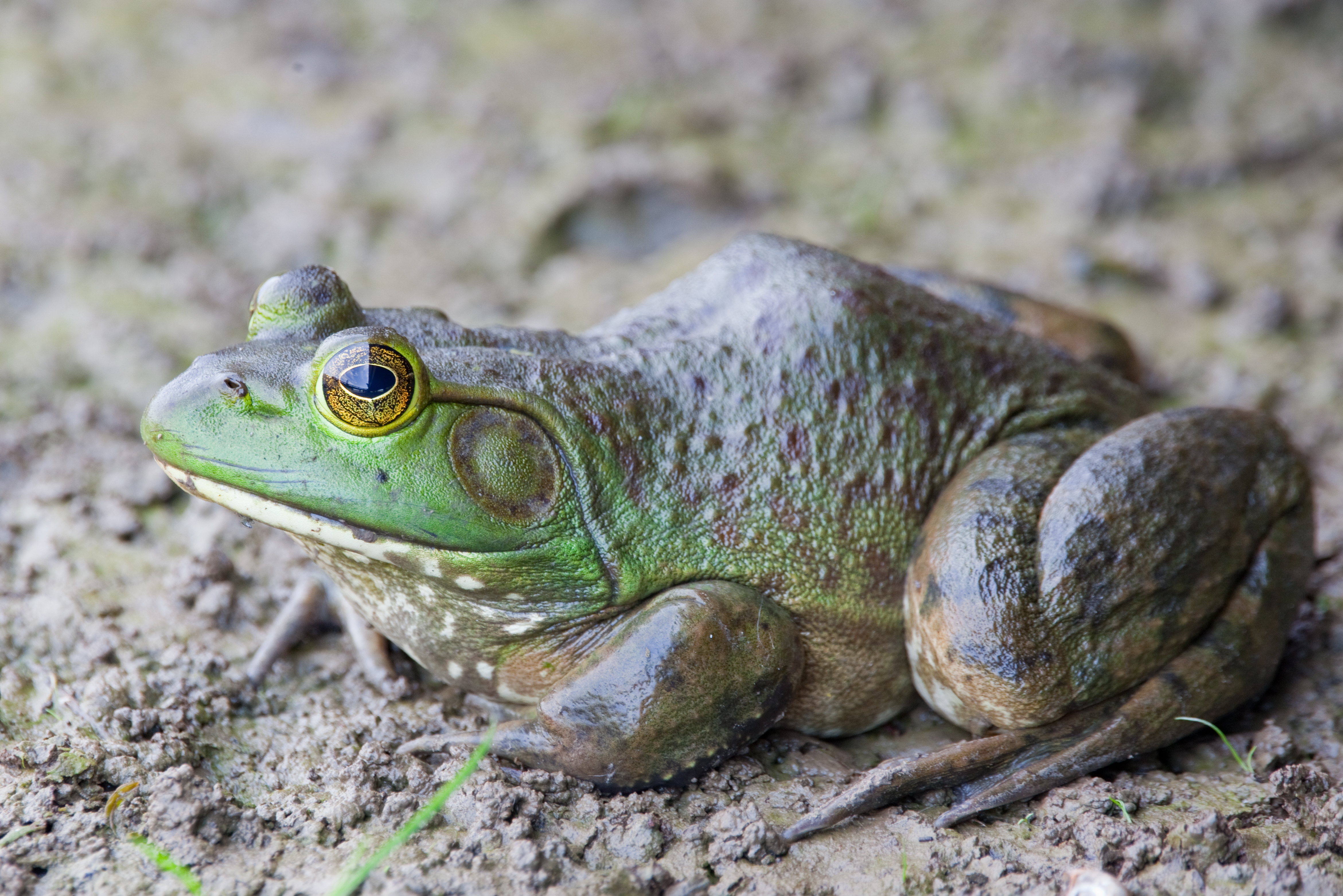 Bullfrog photo