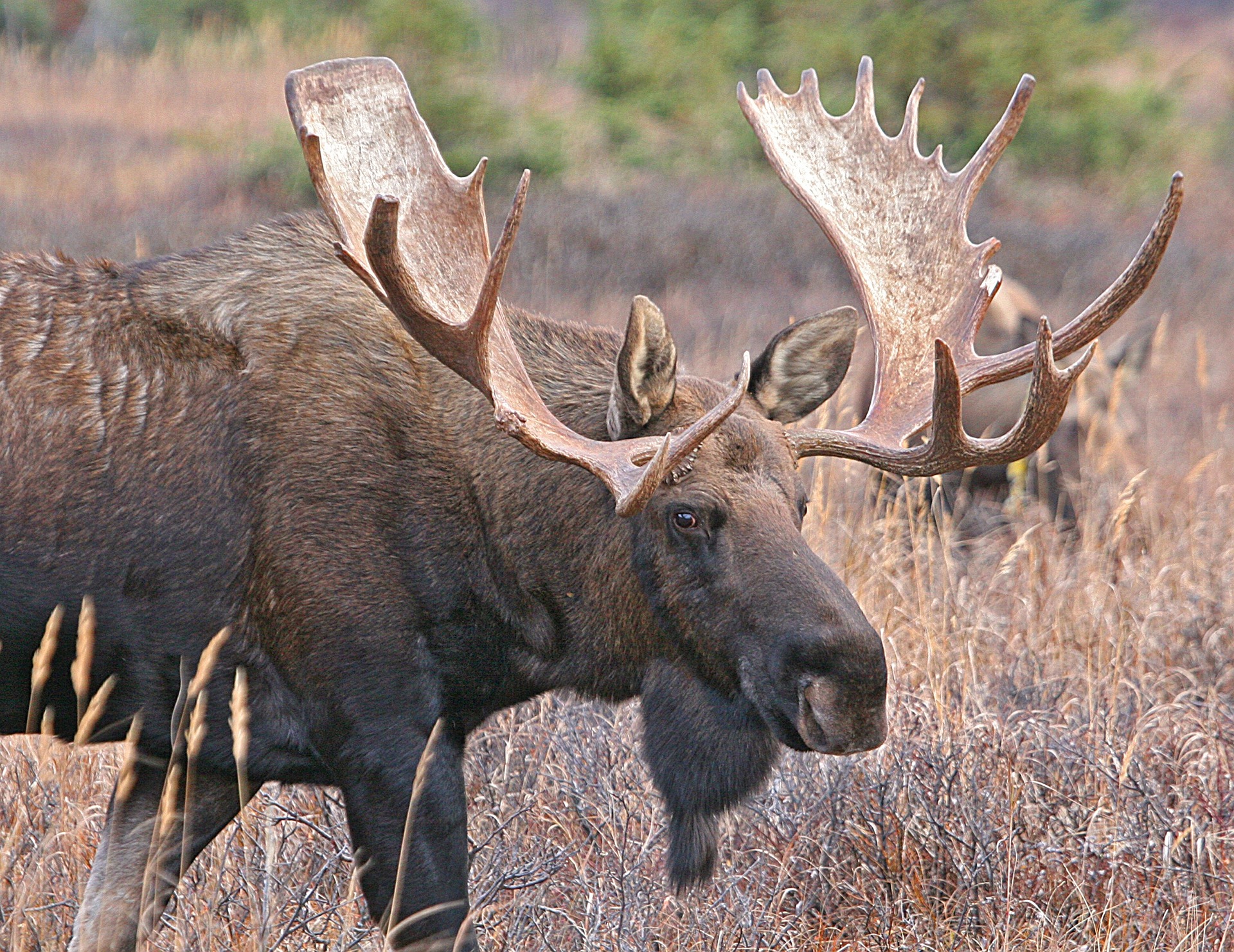 Bull moose photo