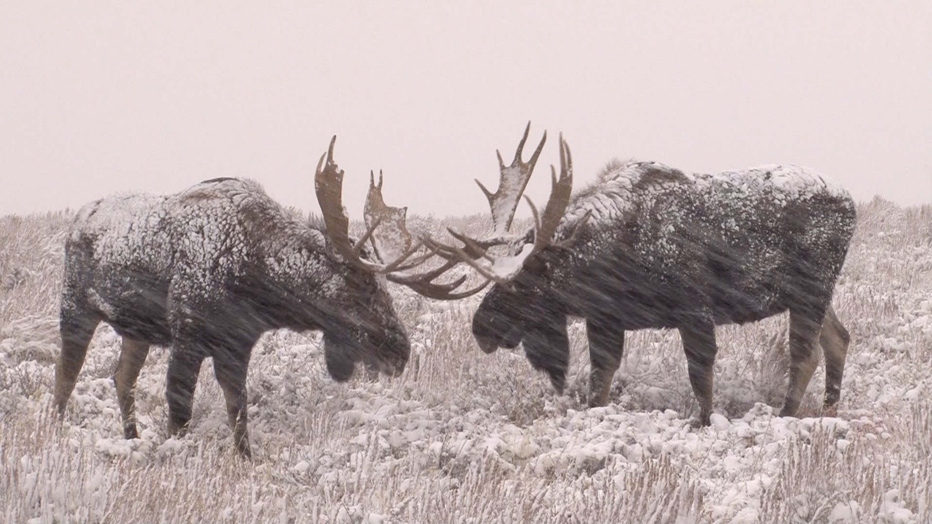 Moose in winter photo