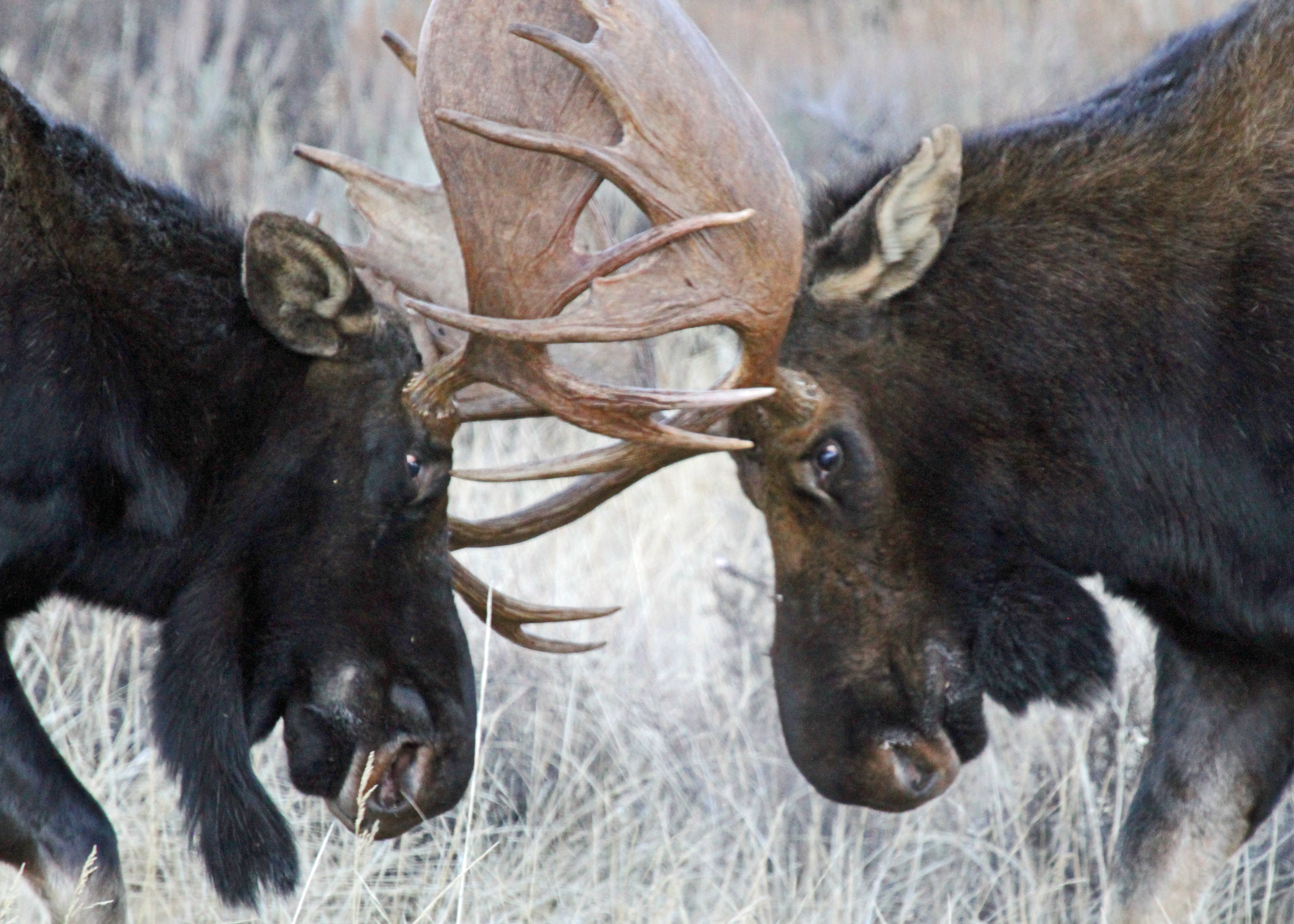 Moose Fight | Jackson Hole Wild