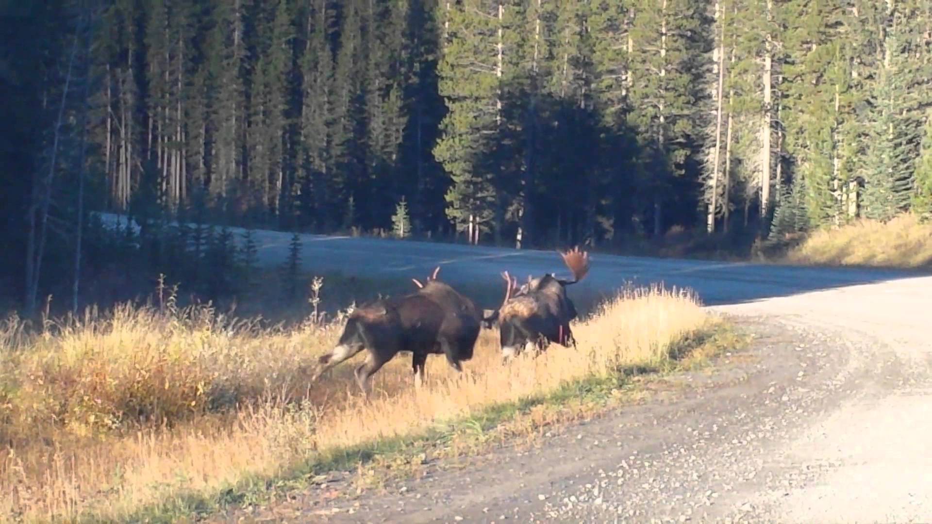 Best Moose Fight! Rutting bull moose have a fight. - YouTube