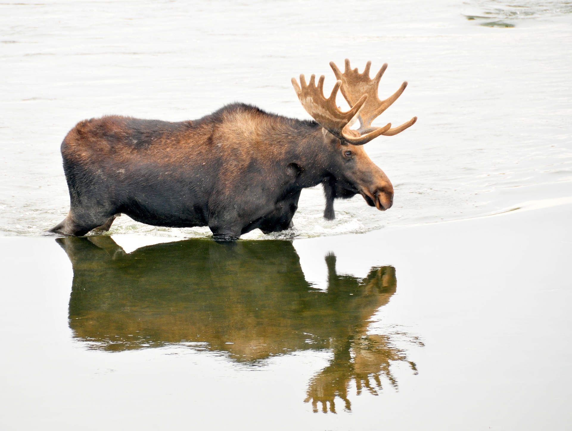 Bull moose in the river photo