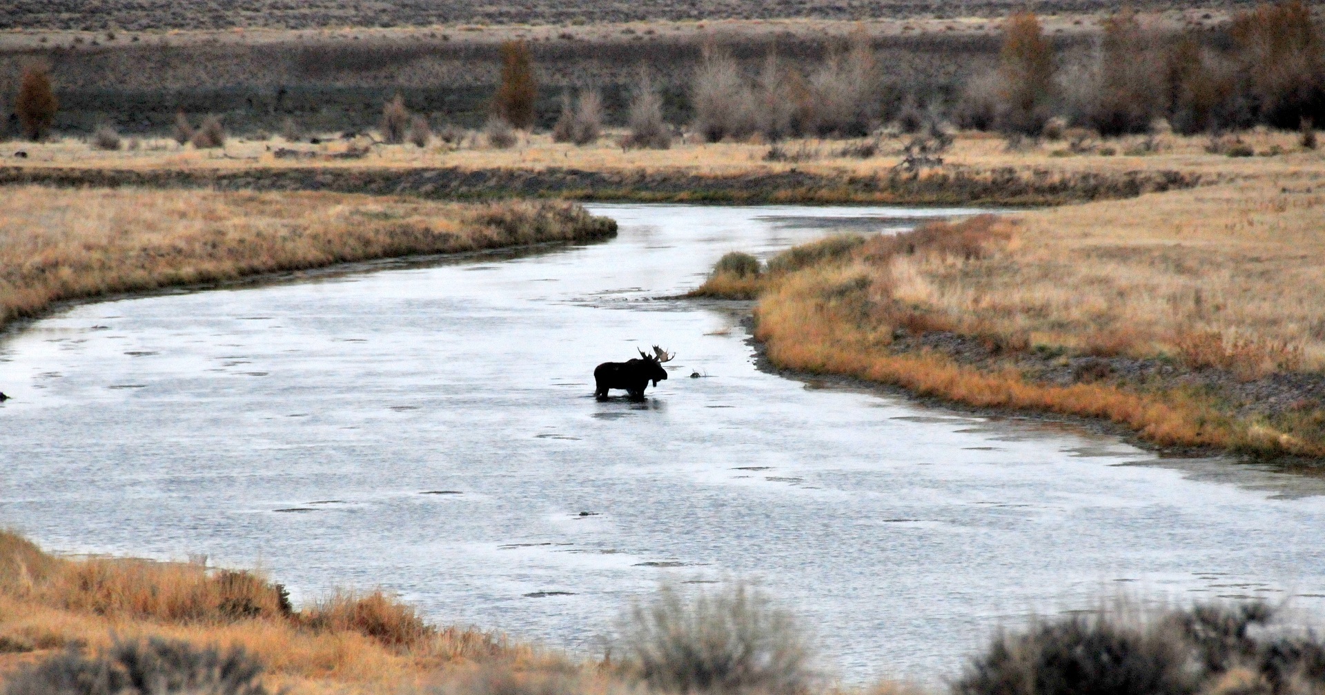 Bull moose in the river photo