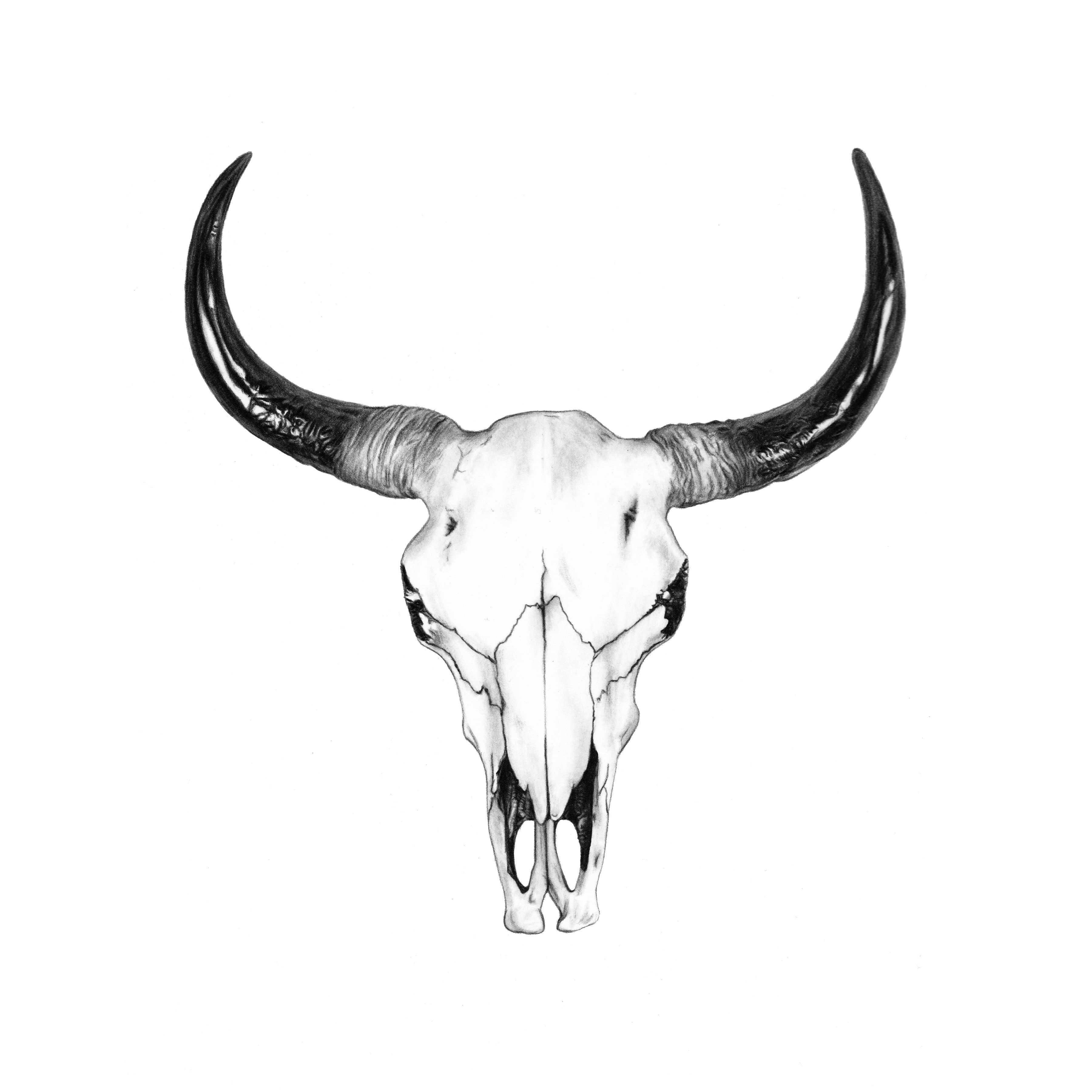 Bull Skull Drawing by John Gordon Art | Tats | Pinterest | Bull ...